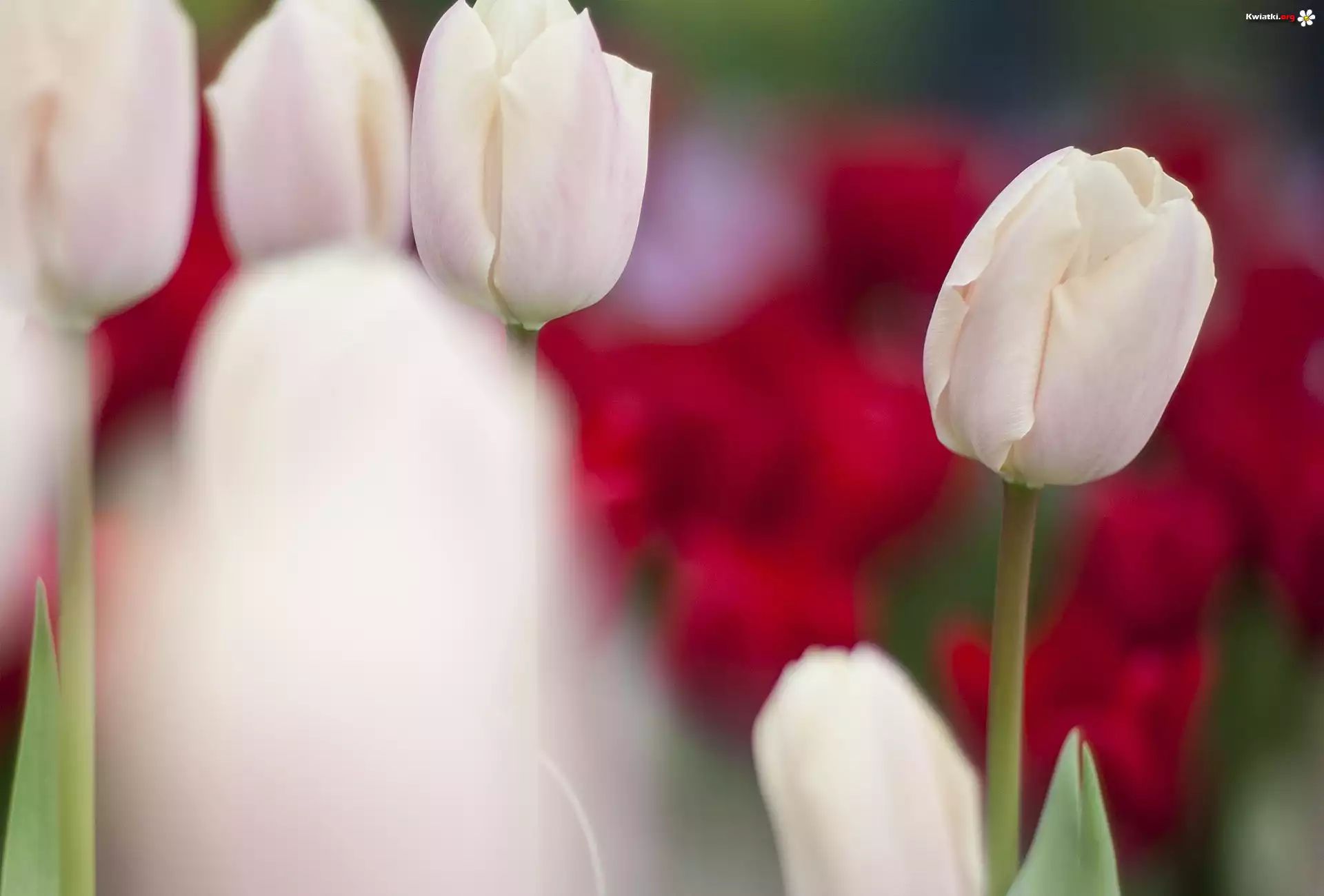 Białe, Tulipany