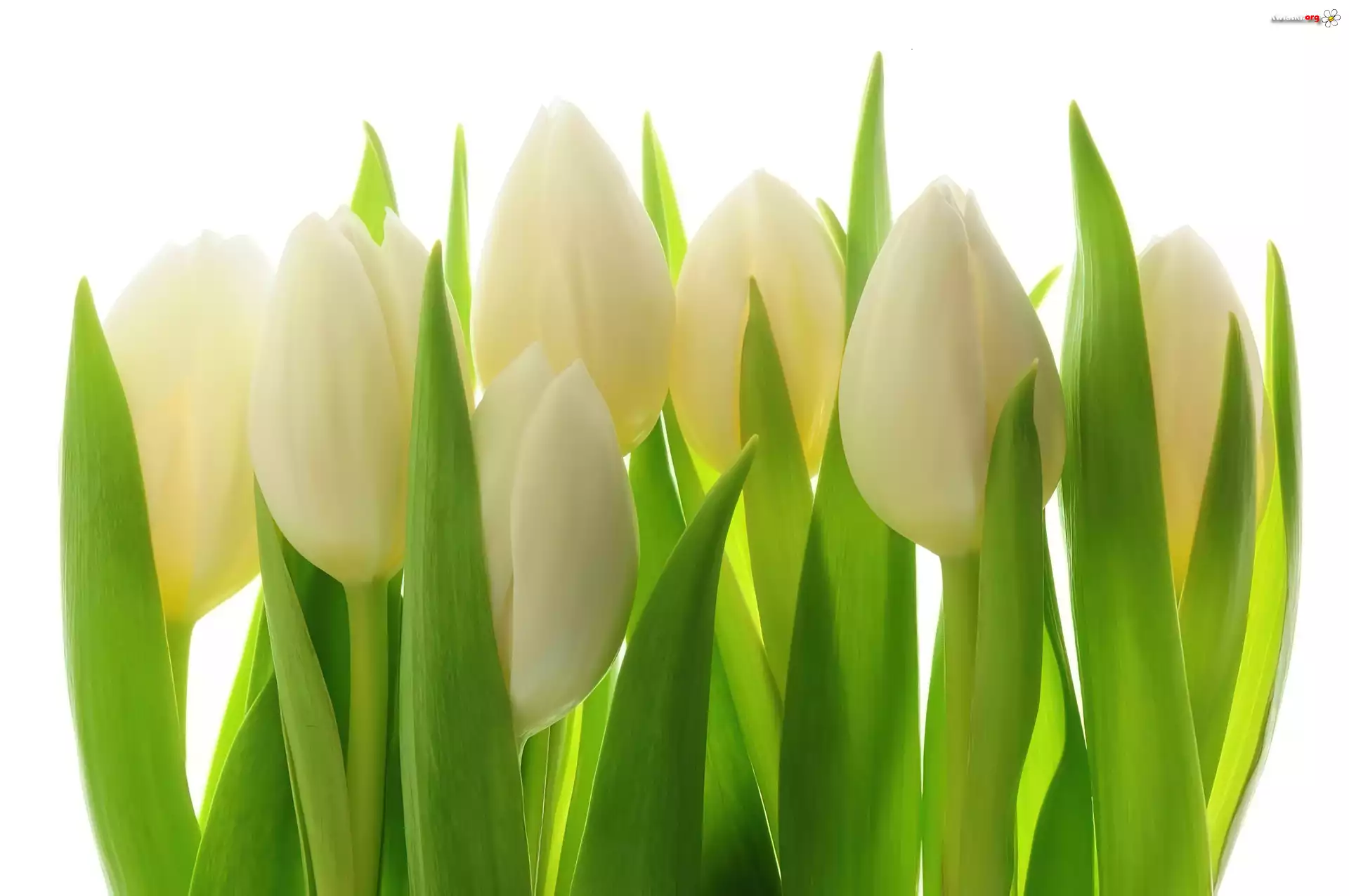 Białe, Tulipany