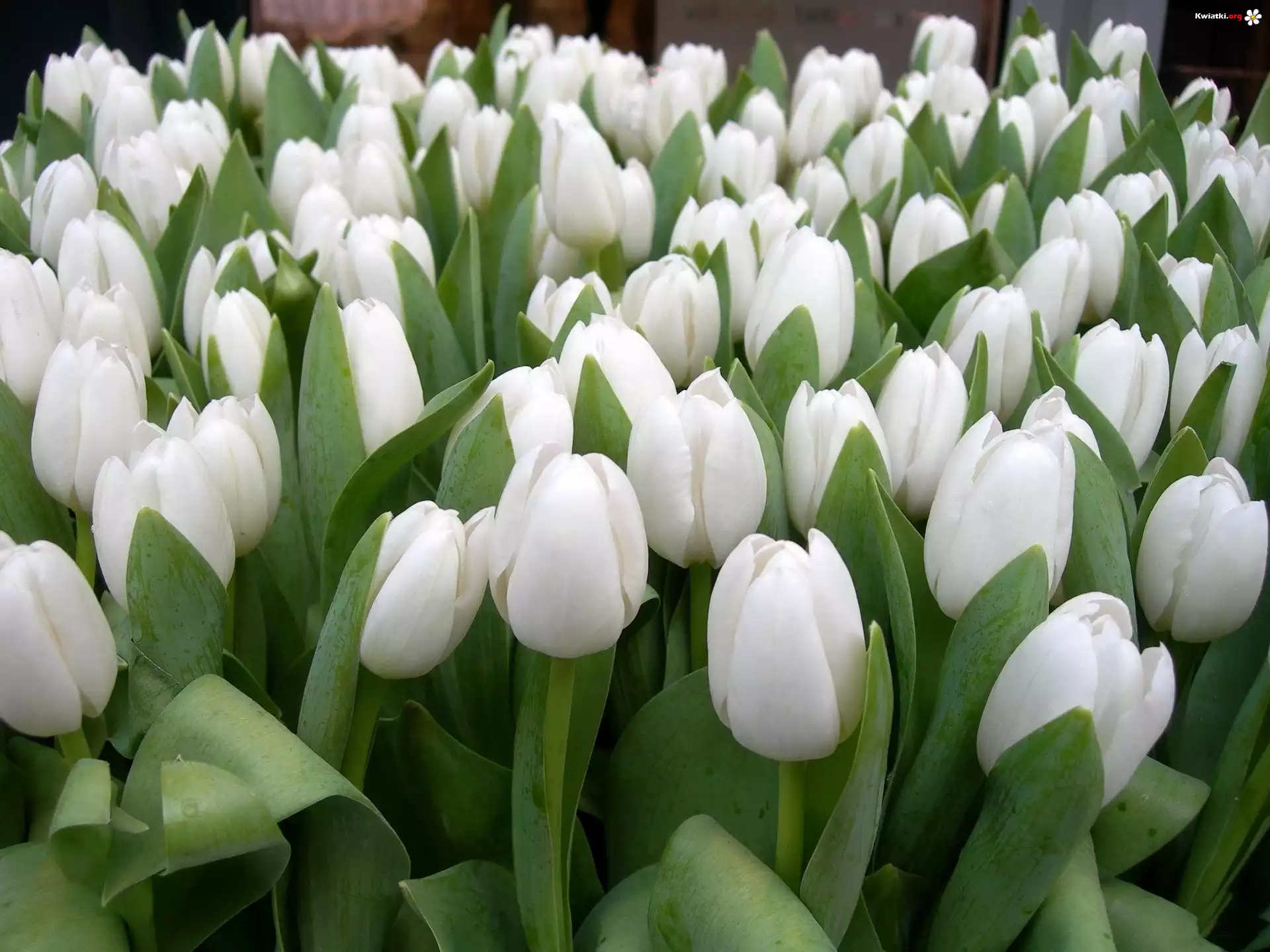 Białe, Tulipany