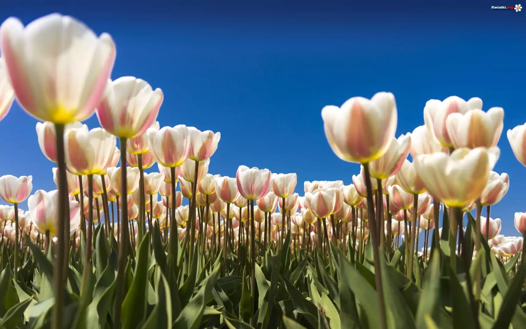 Białe, Tulipany