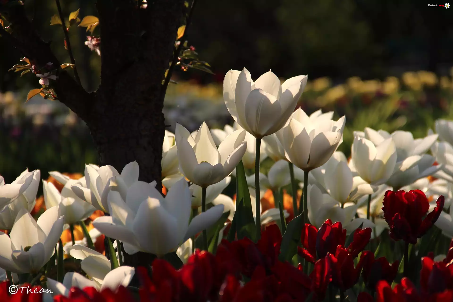 Białe, Czerwone, Tulipany, Drzewo