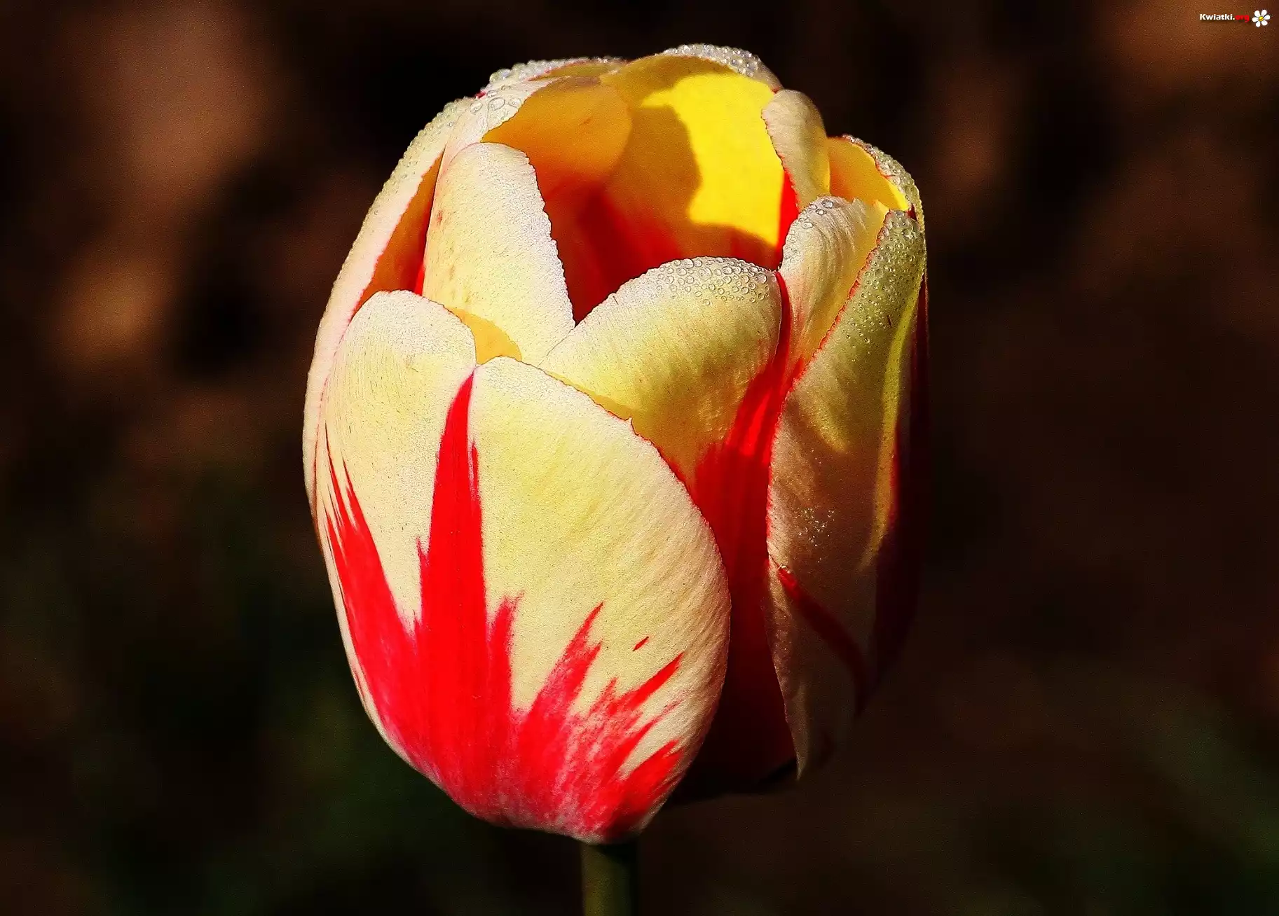 Biało, Czerwony, Tulipan, Krople, Wody