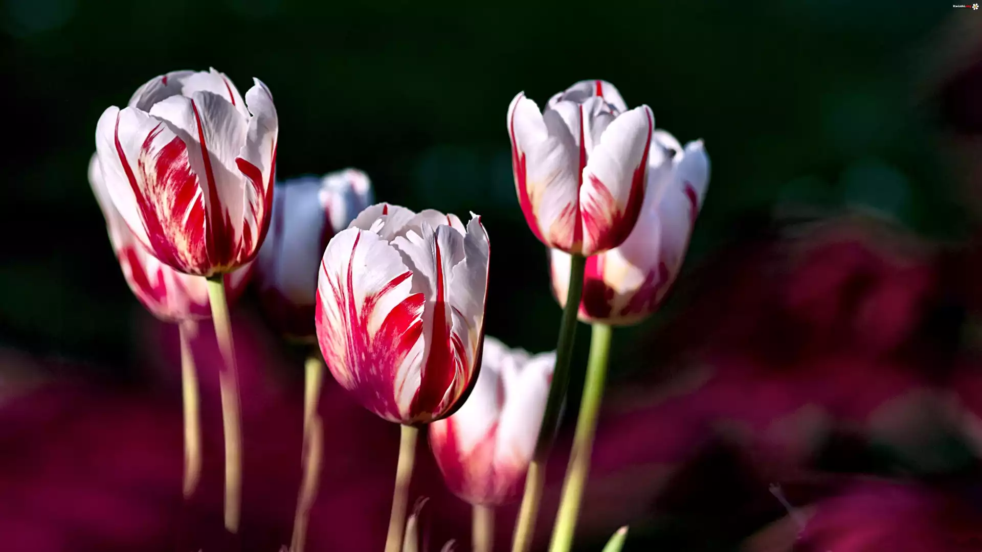 Tulipany, Biało, Czerwone
