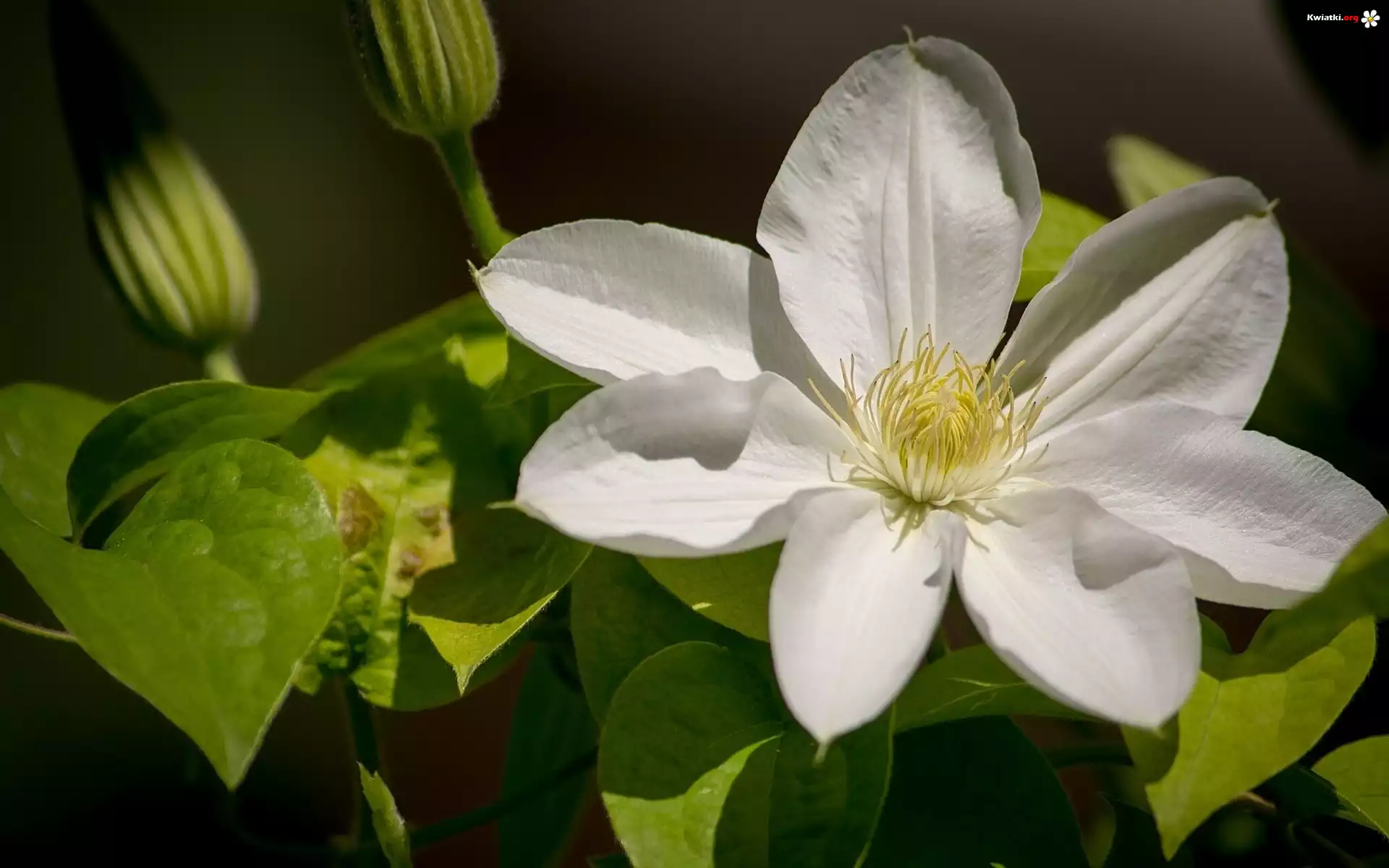 Biały, Clematis