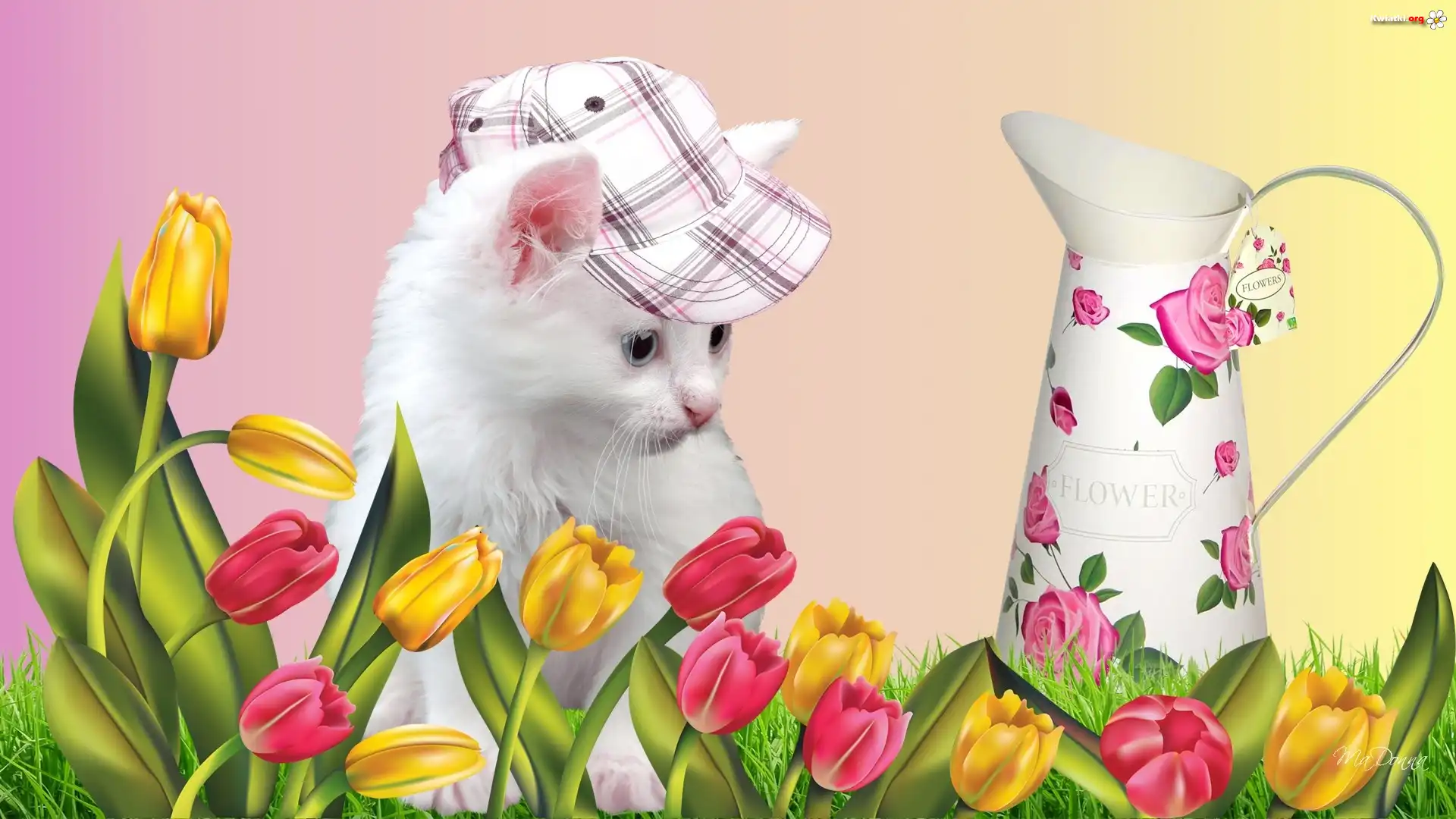 Biały, Kotek, Czapka, Tulipany
