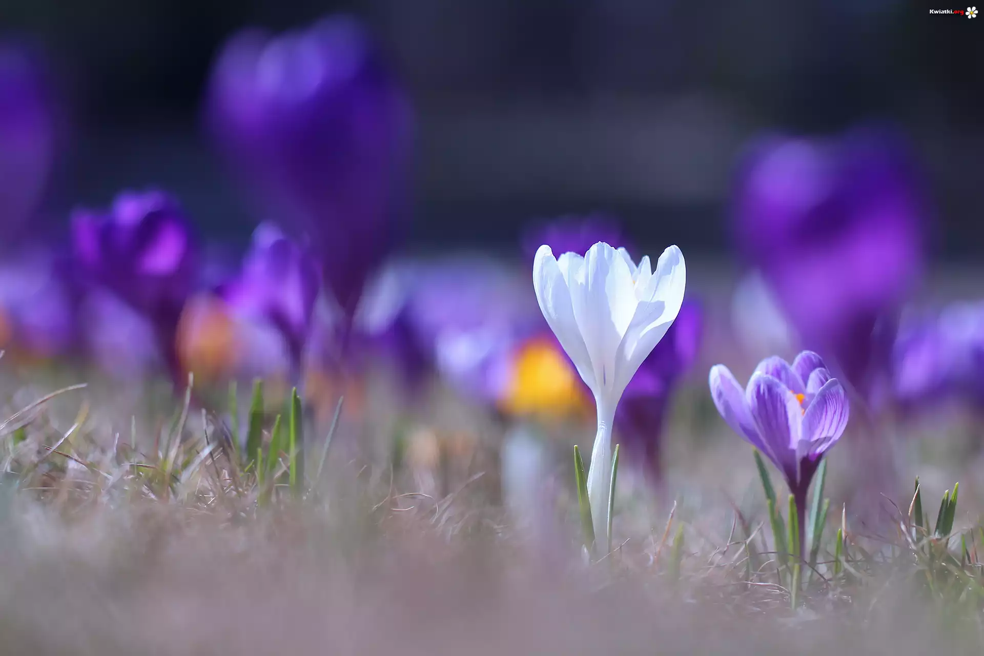 Biały, Fioletowy, Krokus, Kwiaty
