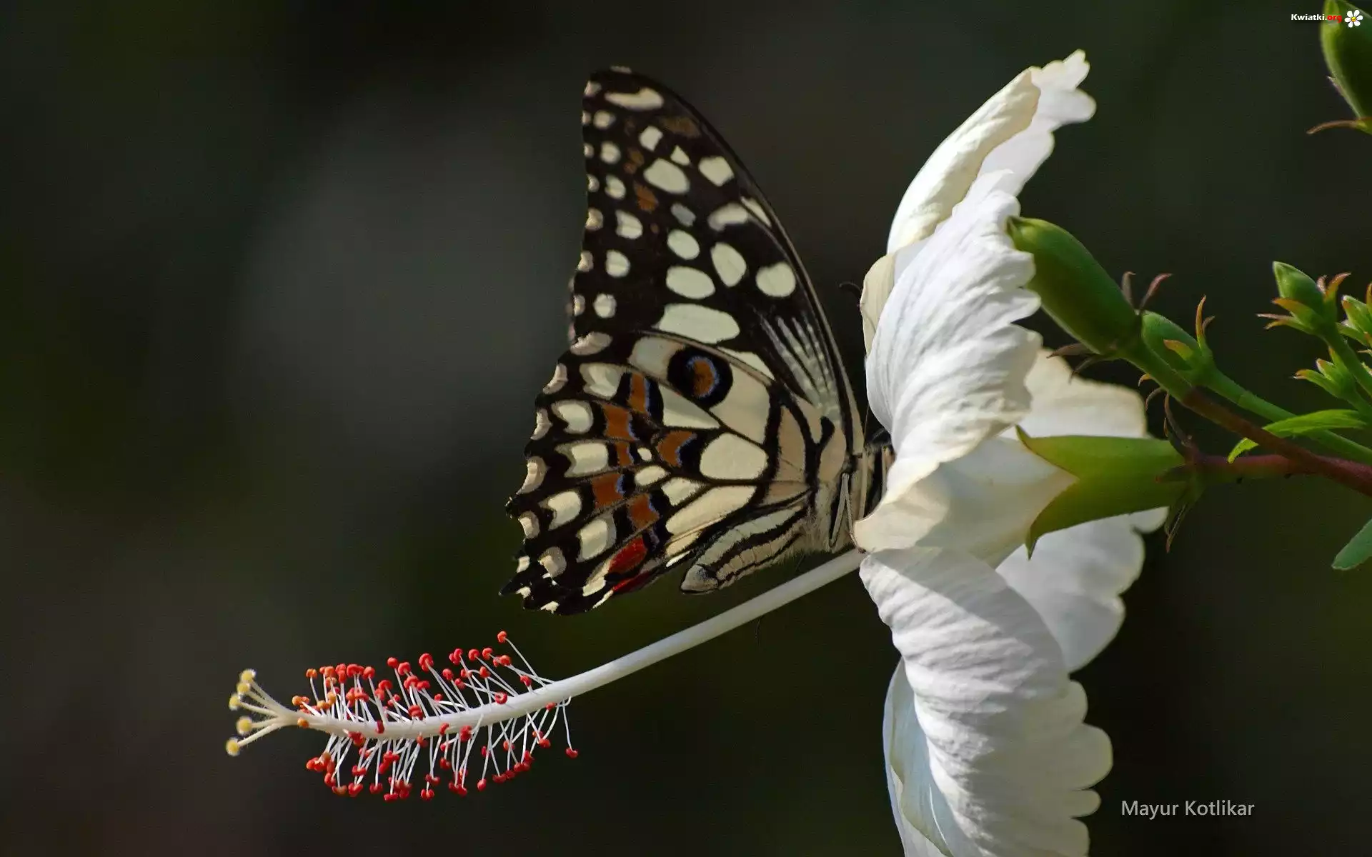 Motyl, Biały, Kwiat, Hibiskus