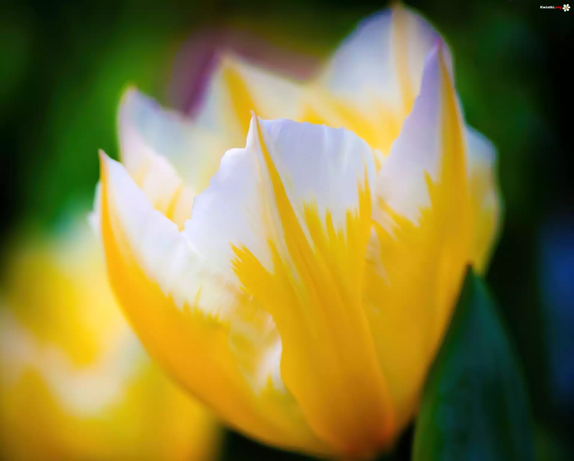 Żółto, Biały, Tulipan