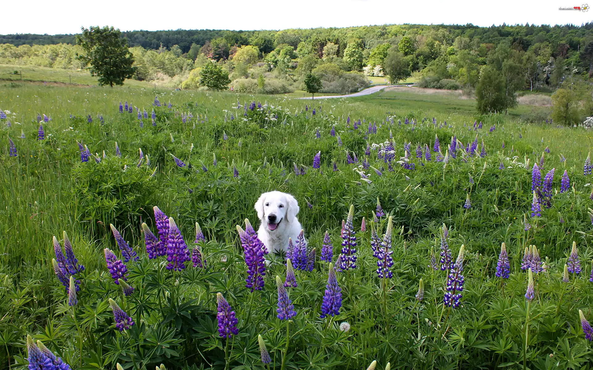 Pies, Biały, Labrador retriever, Łąka, Łubin, Drzewa
