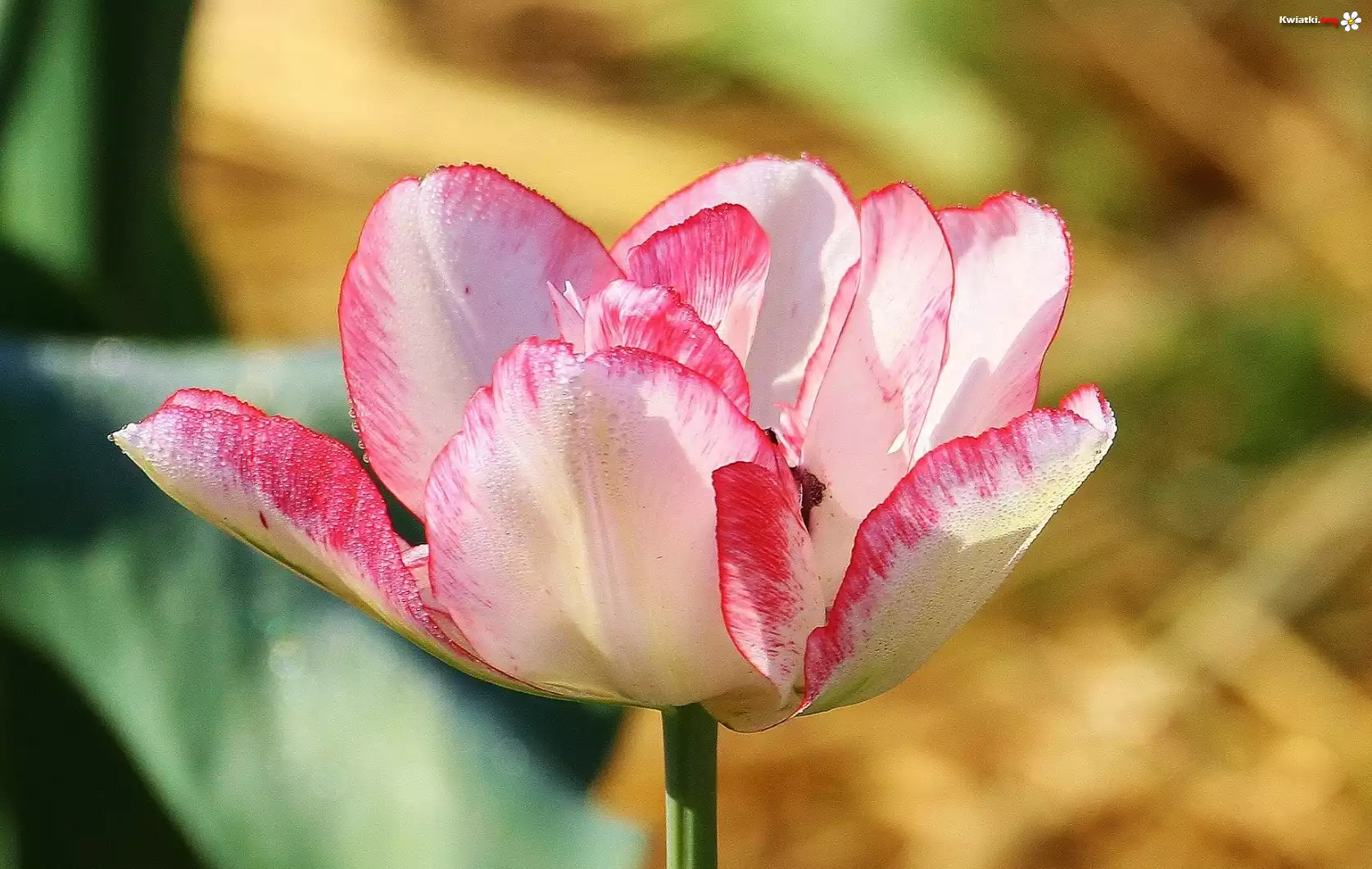 Różowo, Biały, Tulipan