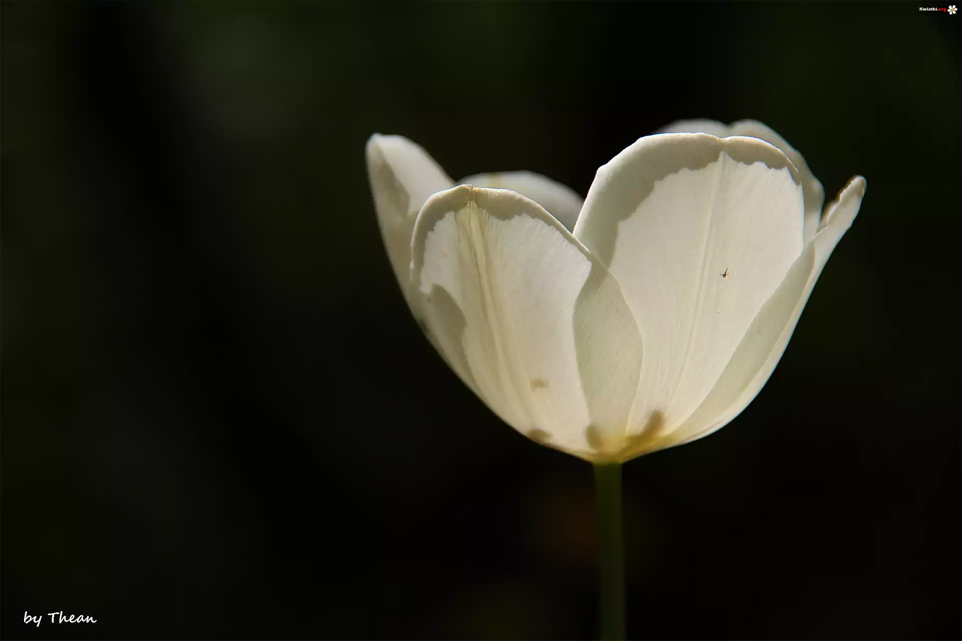 Biały, Tulipan