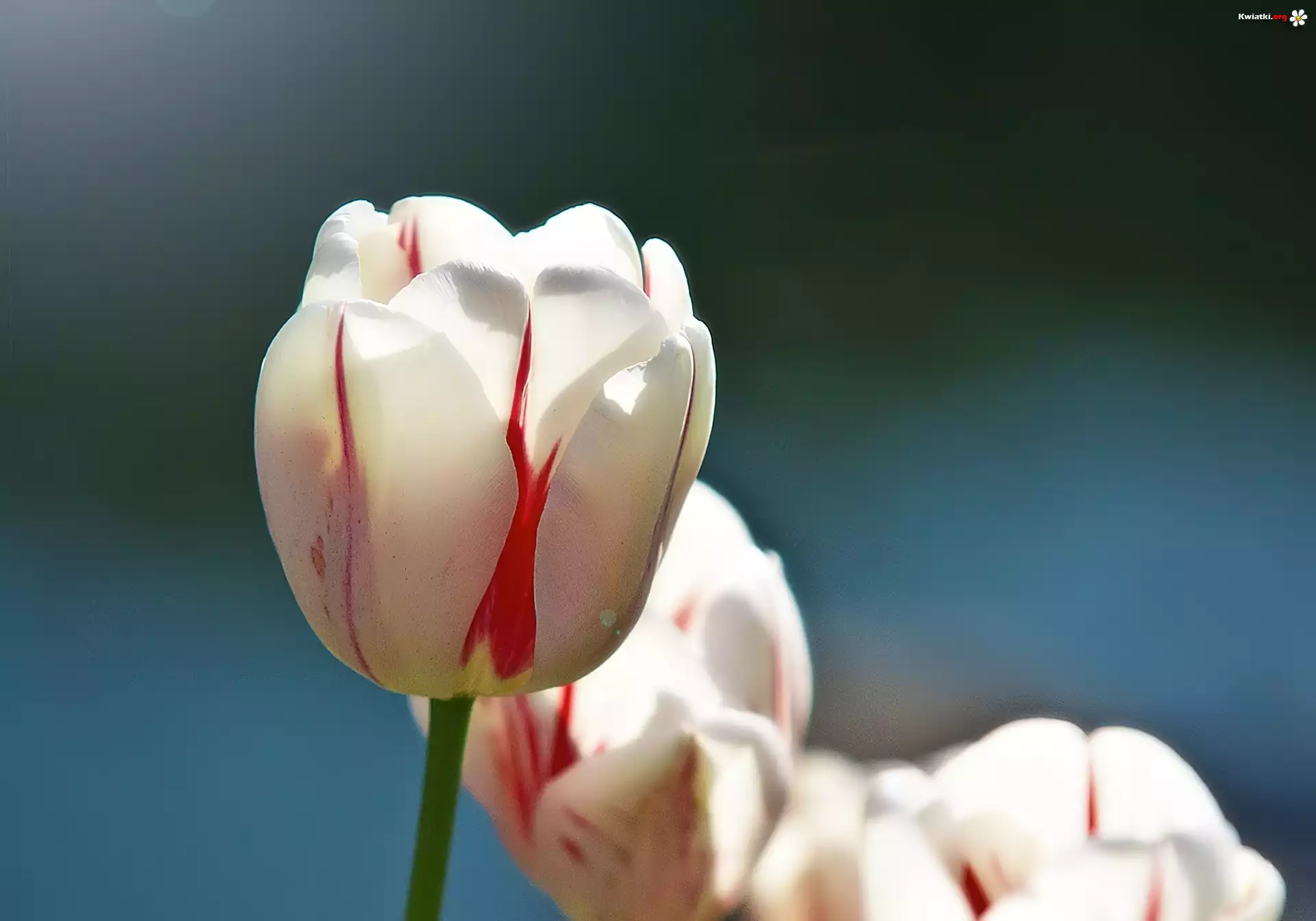 Biały, Tulipan
