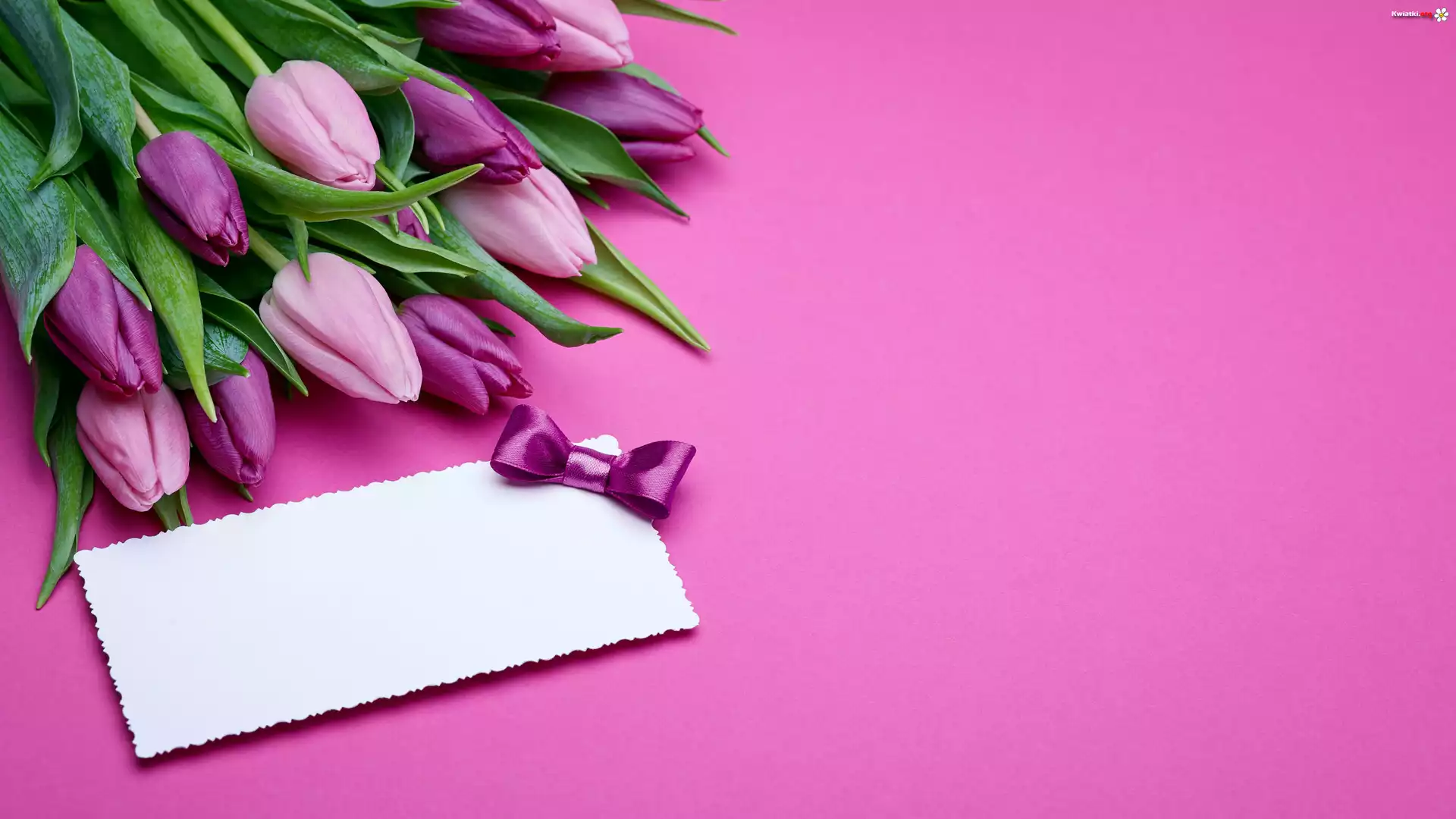Tulipany, Bilecik, Kokardka