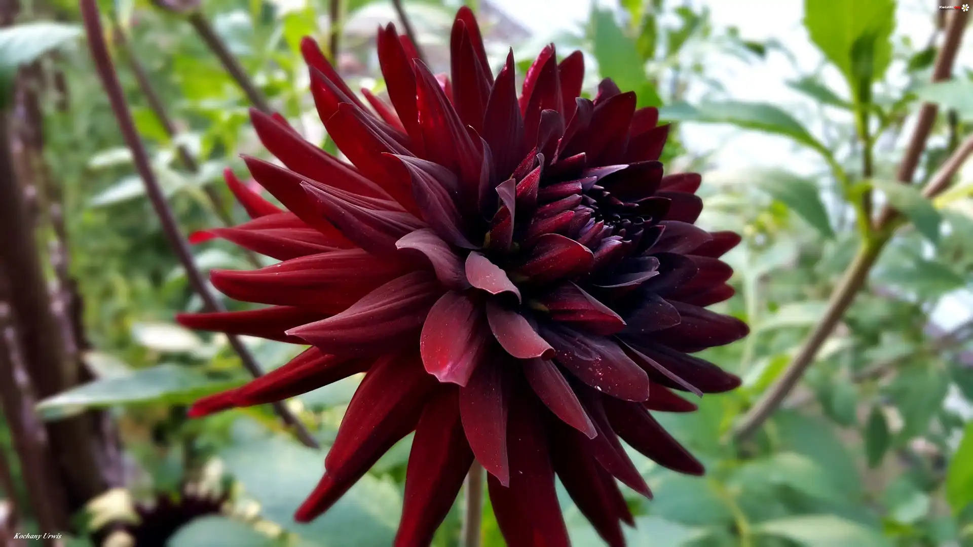 Bordowa, Dalia