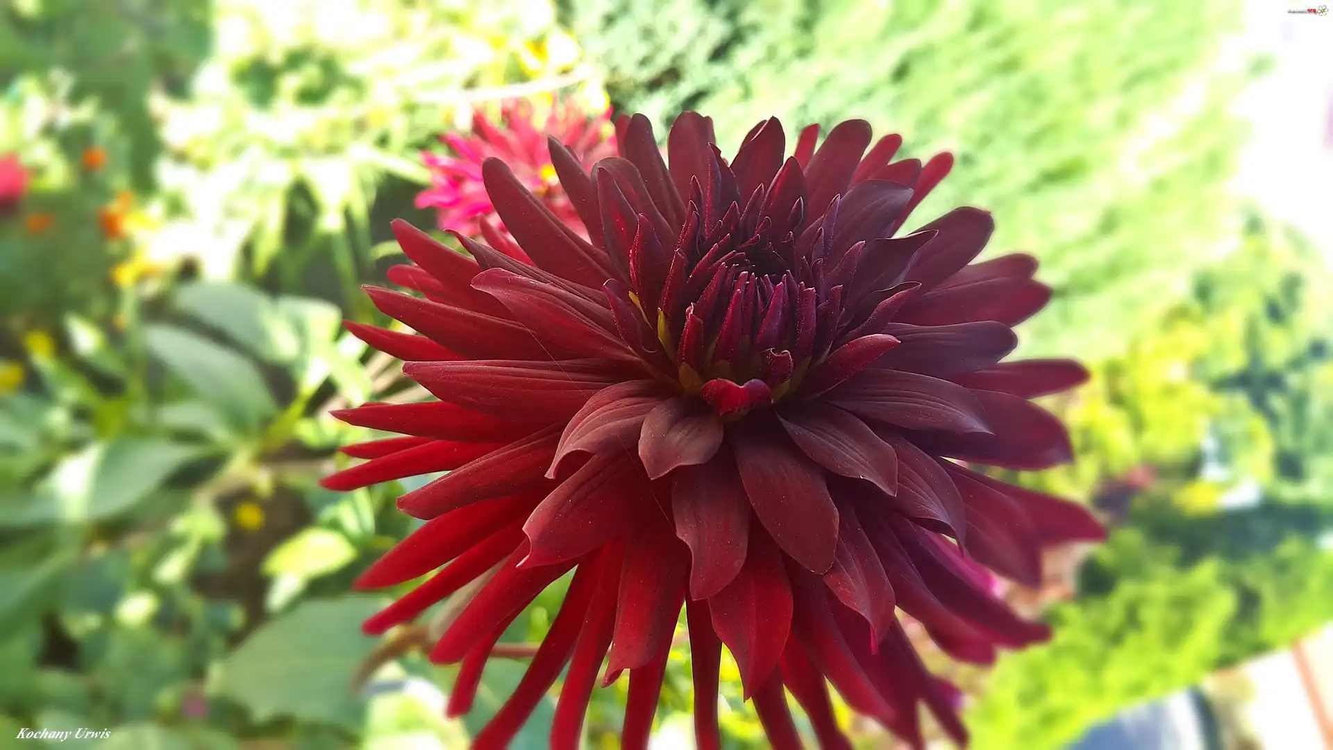 Bordowa, Dalia