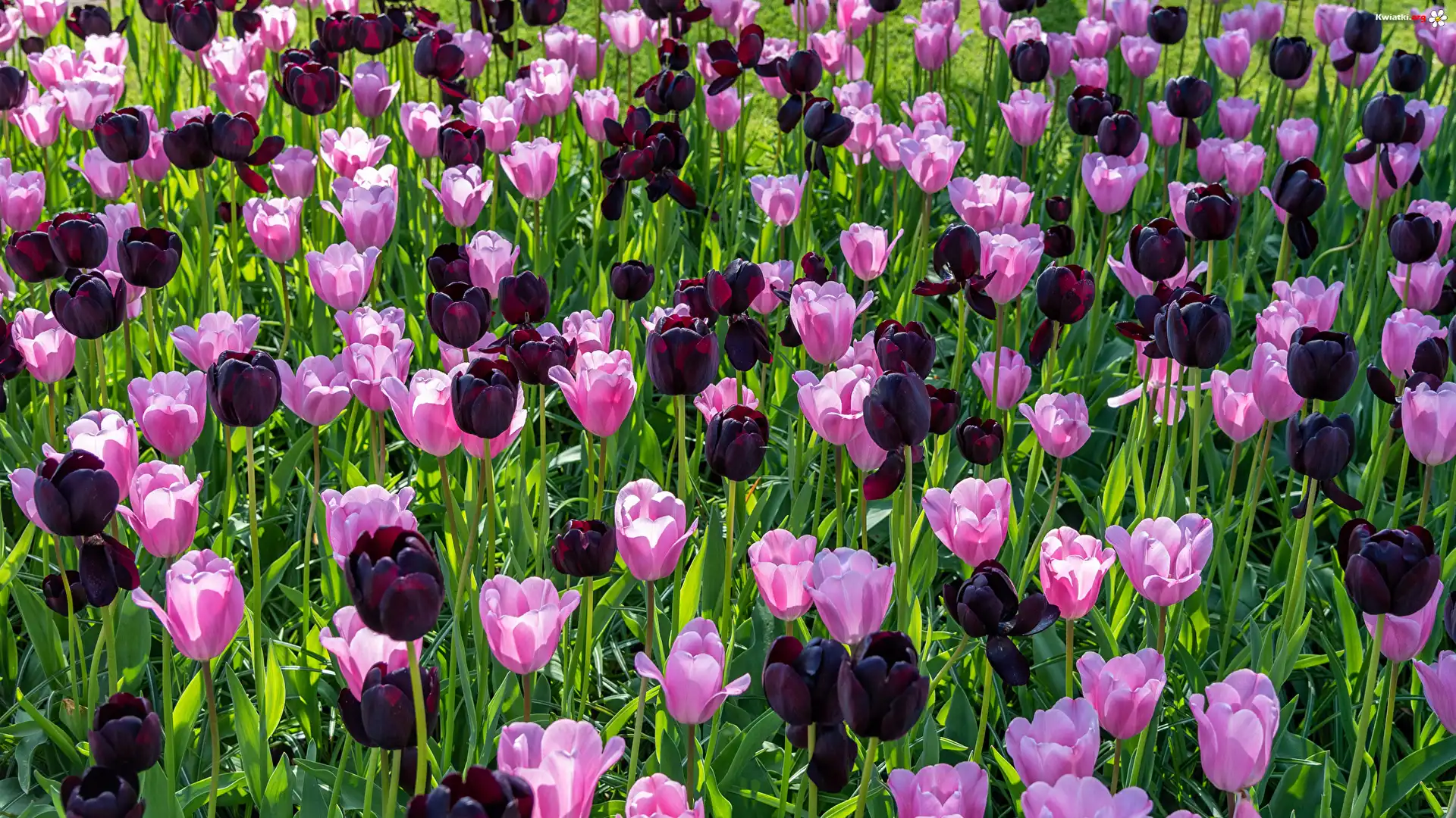 Różowe, Bordowe, Tulipany
