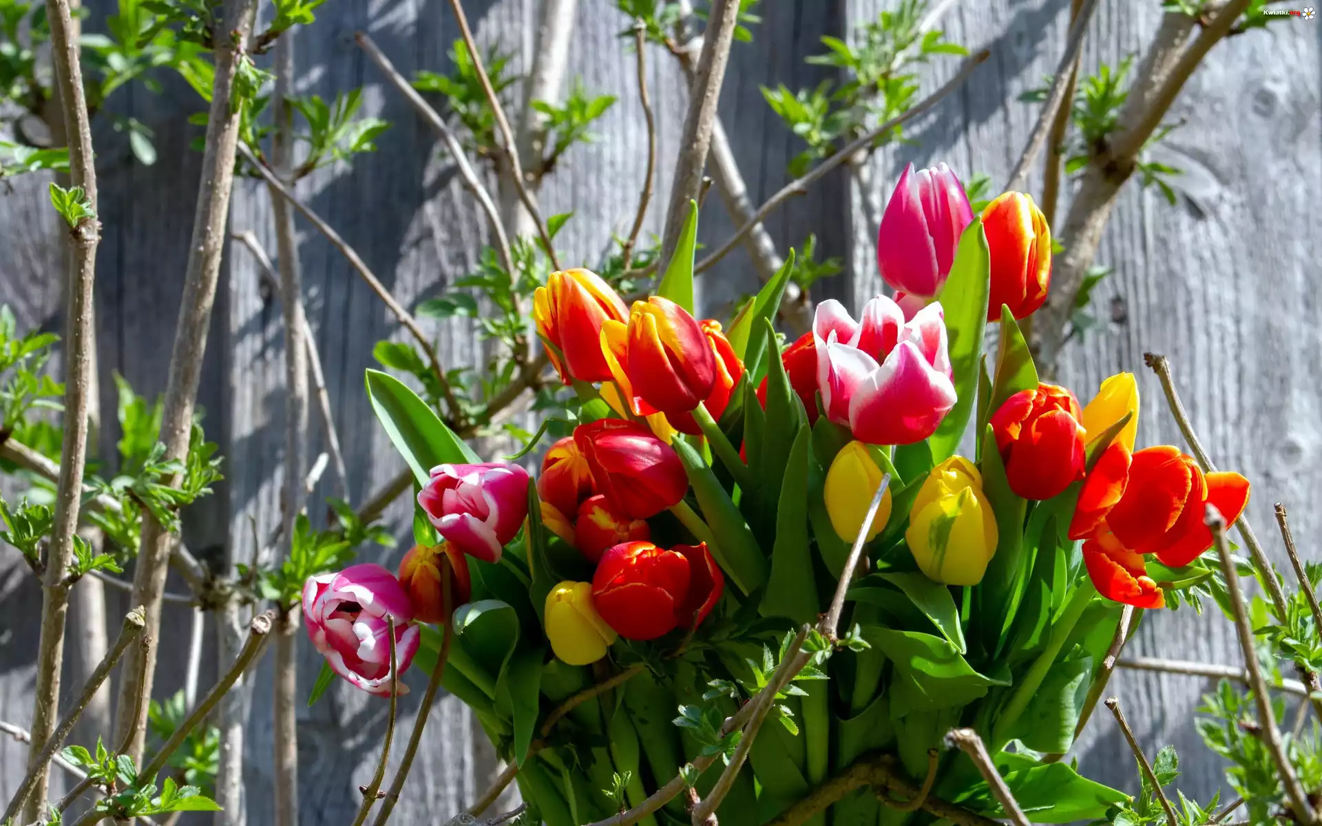 Kwiaty, Bukiet, Kolorowe, Tulipany