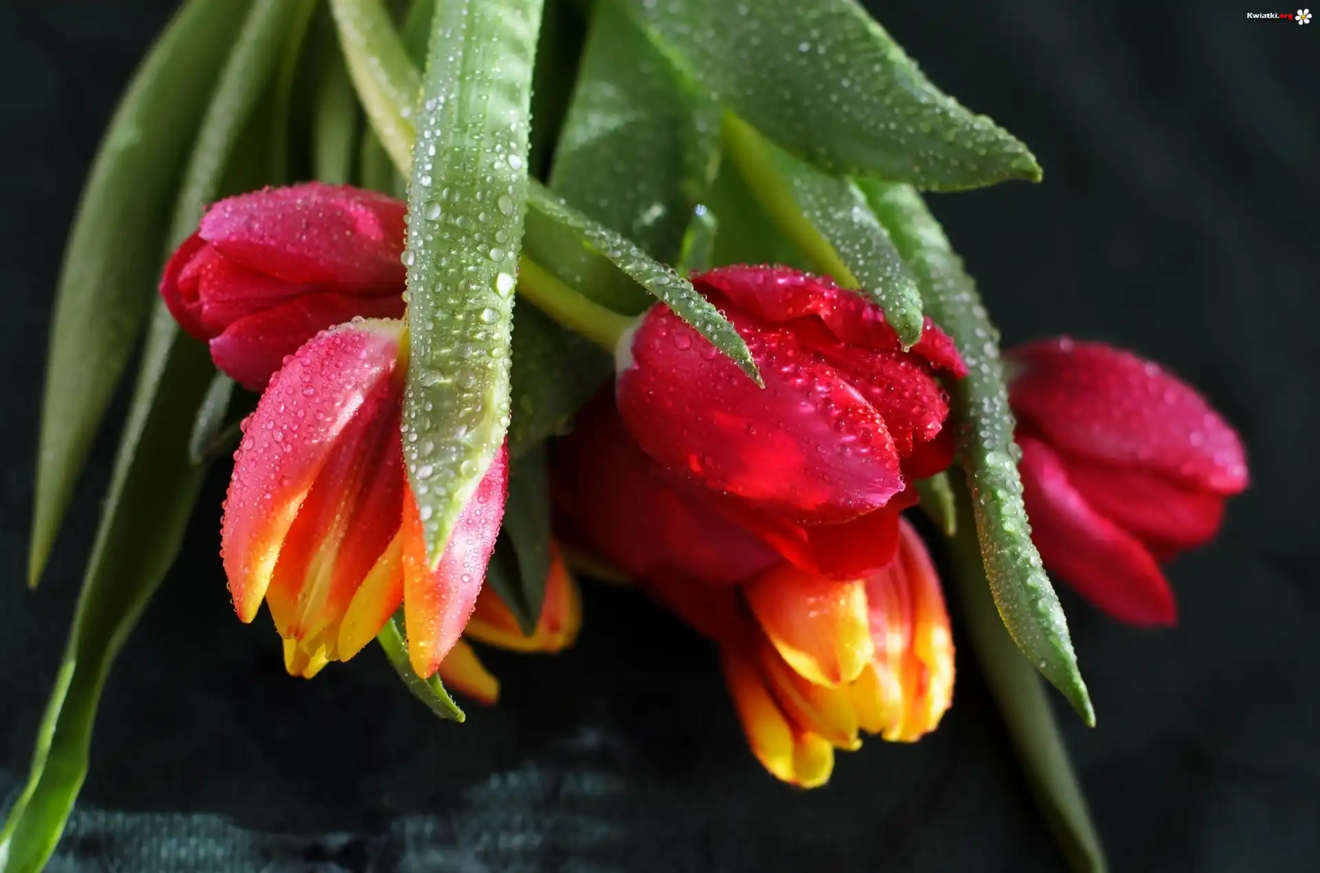 Bukiet, Tulipanów, Krople, Rosy