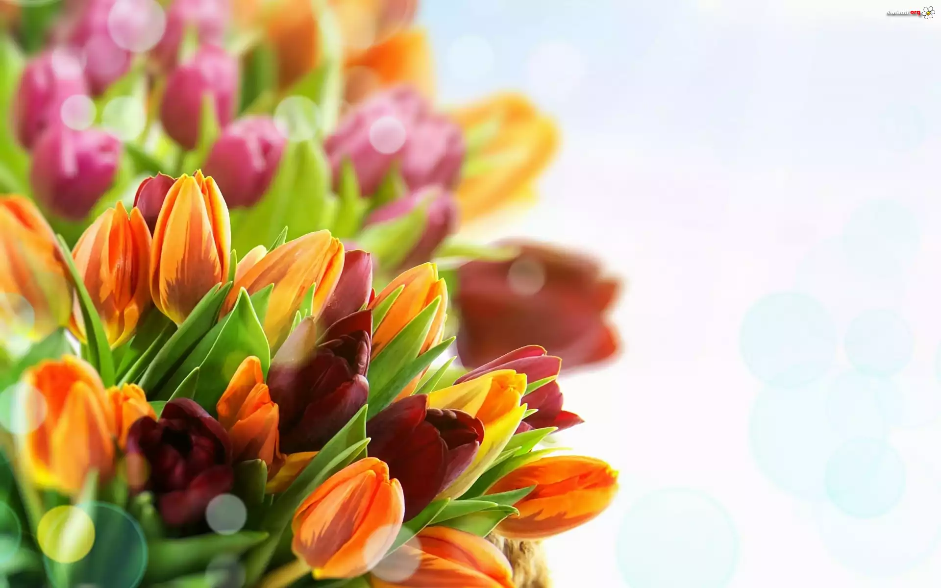 Kwiaty, Bukiet, Tulipany