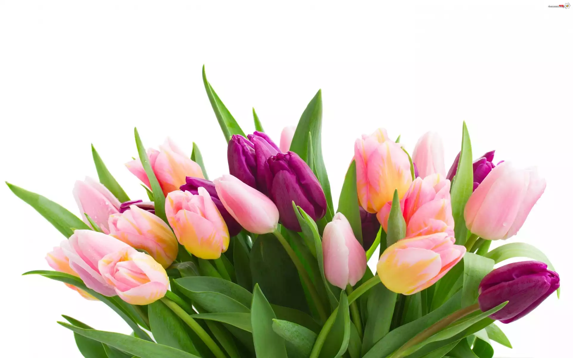 Bukiet, Tulipanow