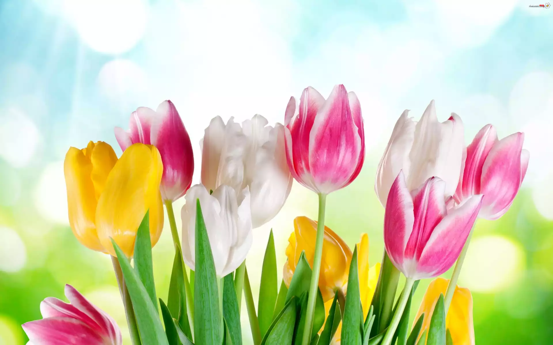 Bukiet, Tulipanow