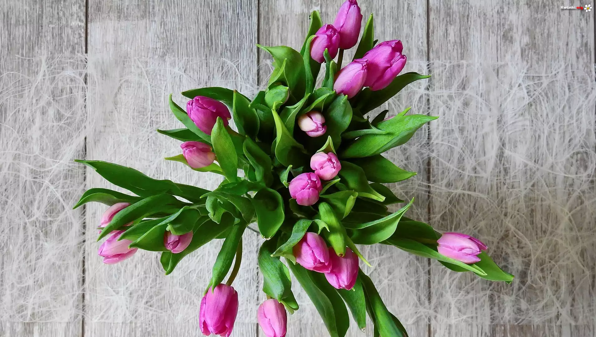 Bukiet, Tulipany