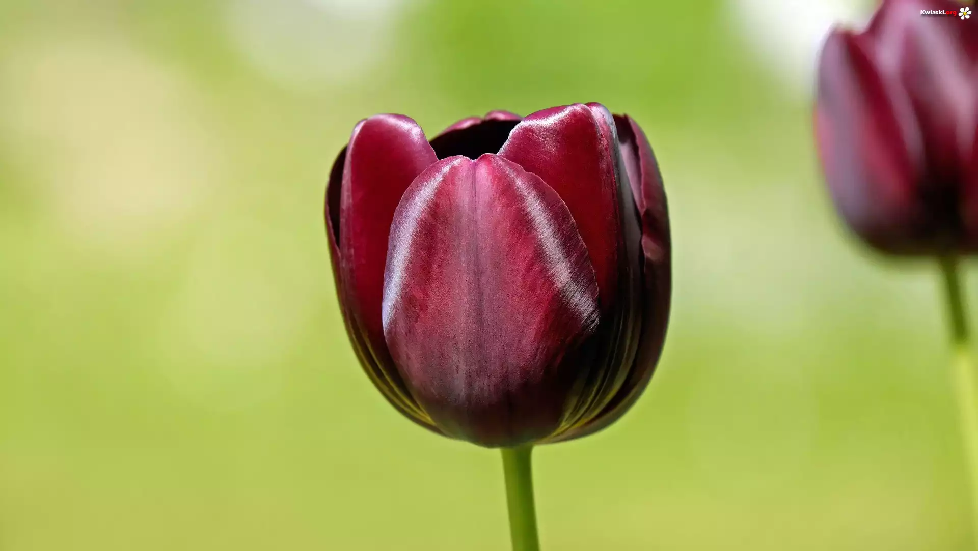 Burgundowy, Tulipan