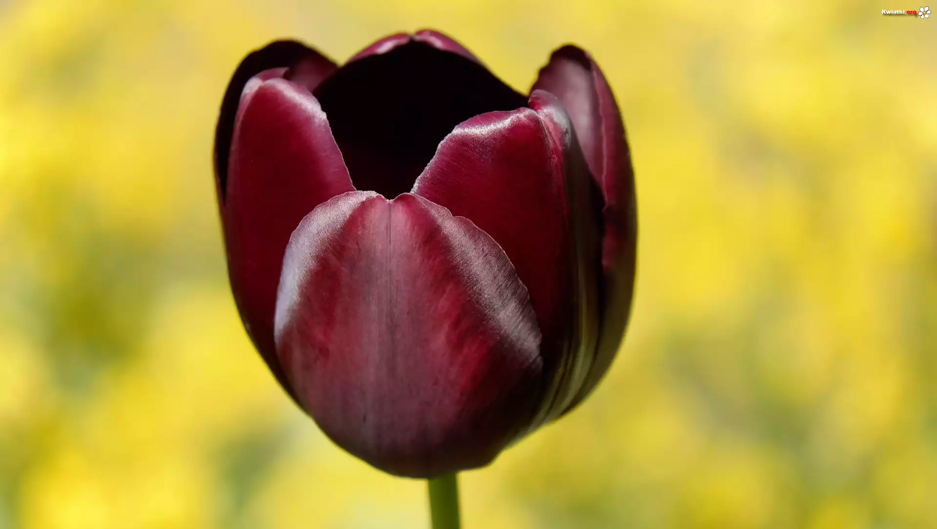 Burgundowy, Tulipan