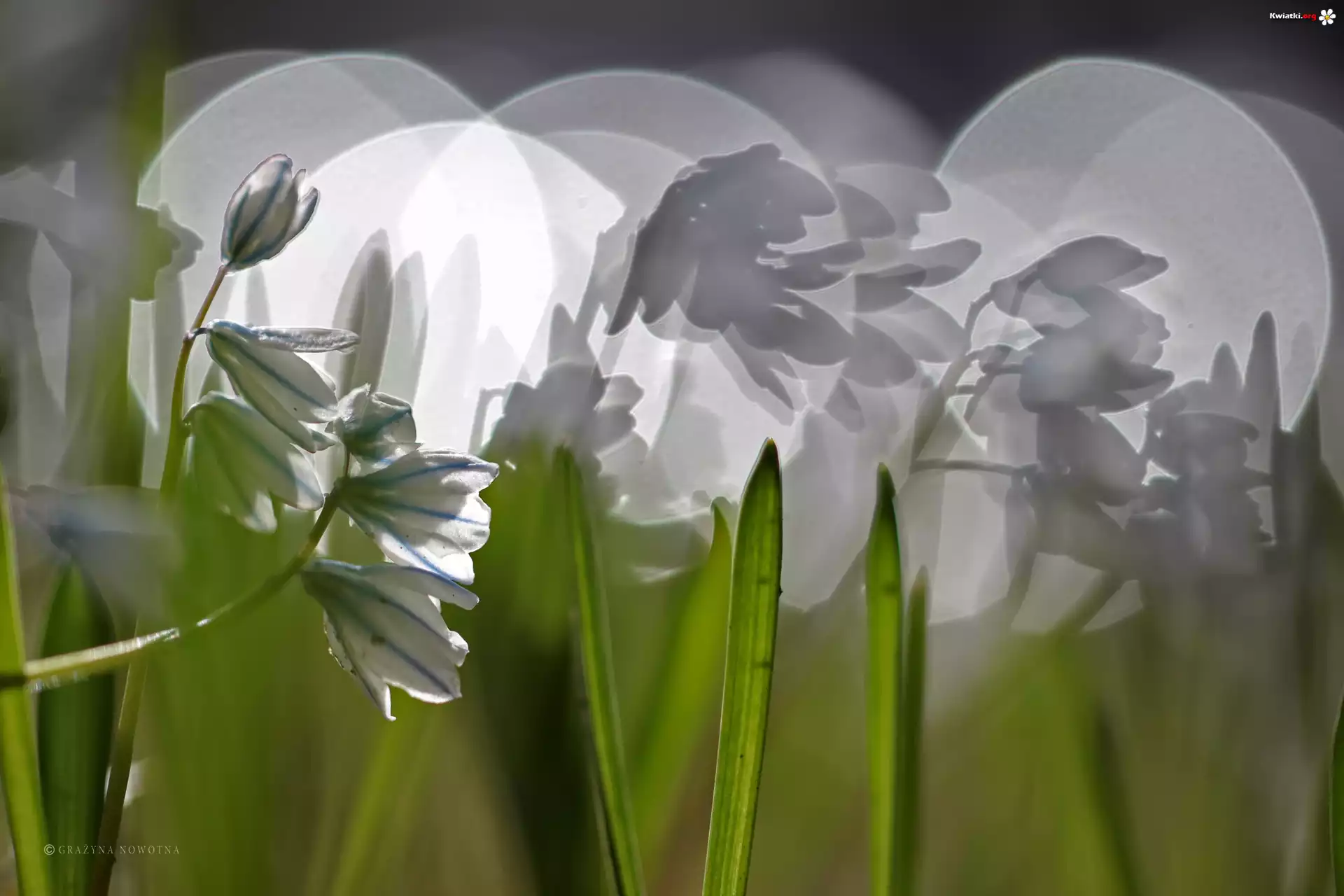 Cebulice Syberyjskie, Kwiaty, Bokeh, Makro