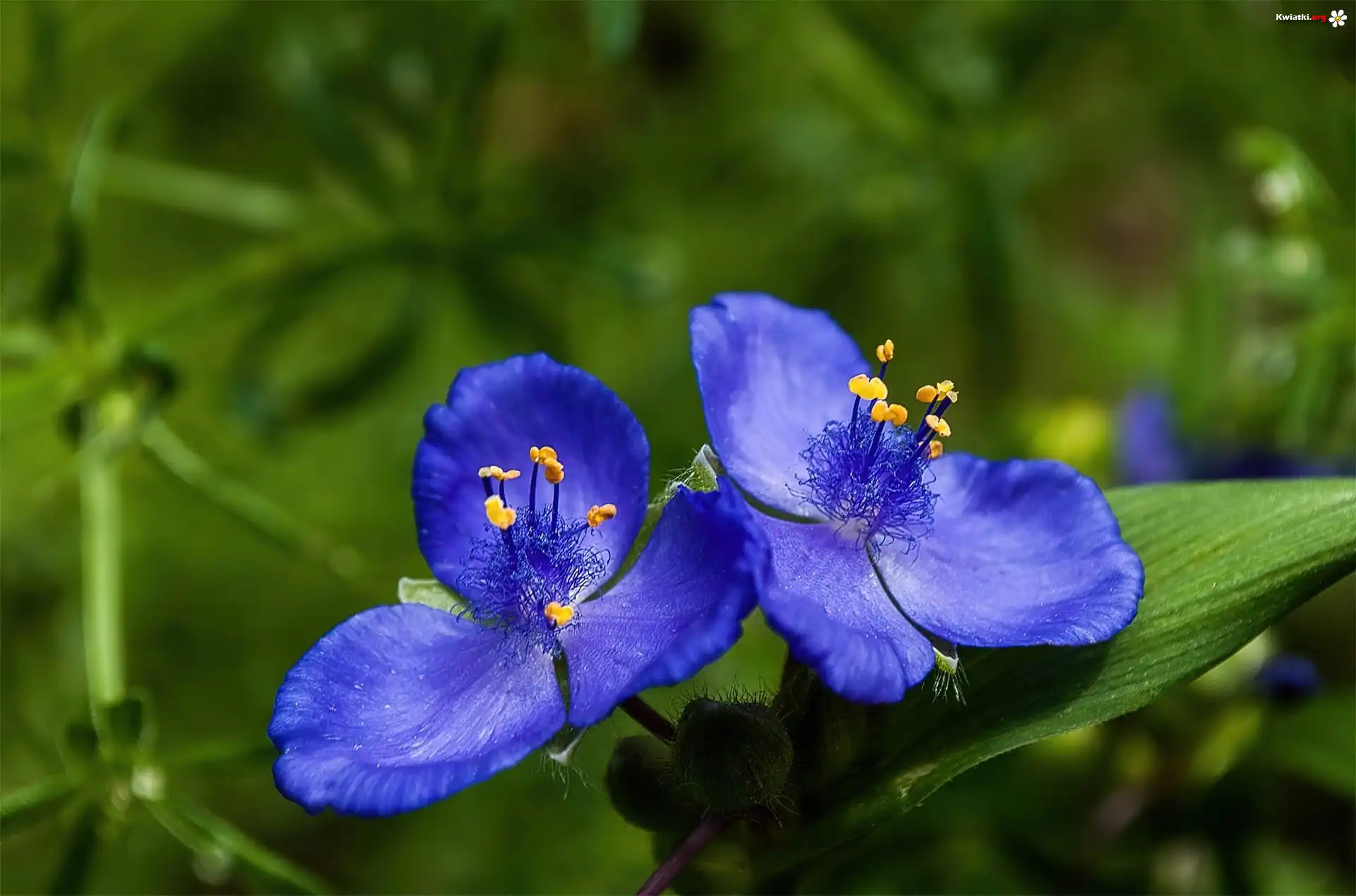 Chabrowe, Kwiatki, Żółte, Pręciki, Trawa, Tradescantia subaspera, Rodzina, Komelinowate