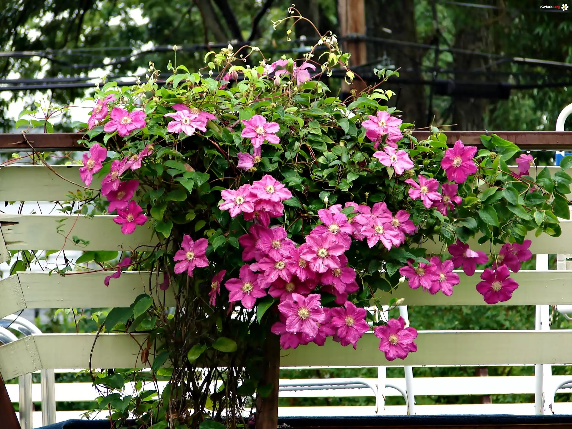 Clematis, Pnące, Kwiaty, Płot