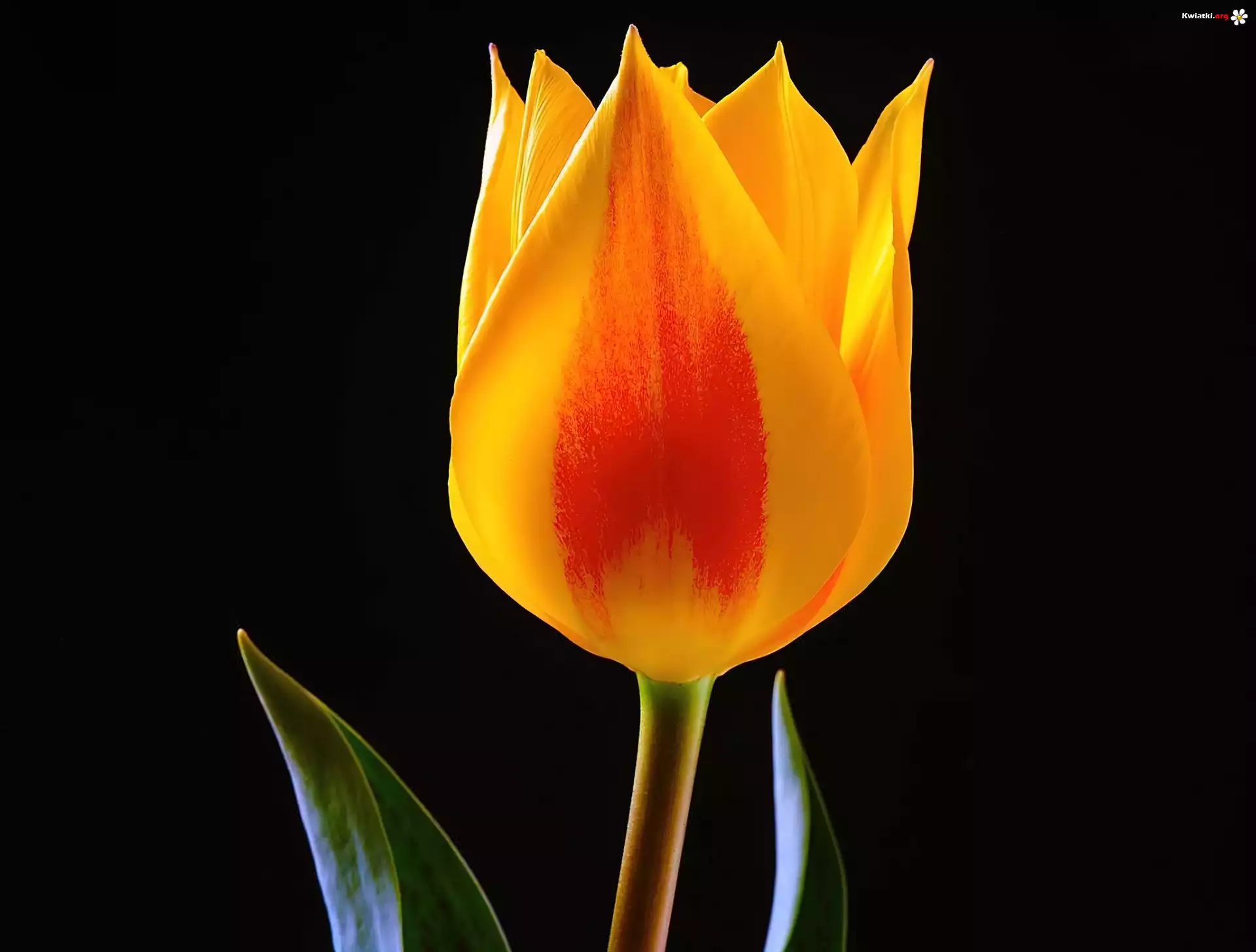 Żółty, Tulipan, Czarne, Tło