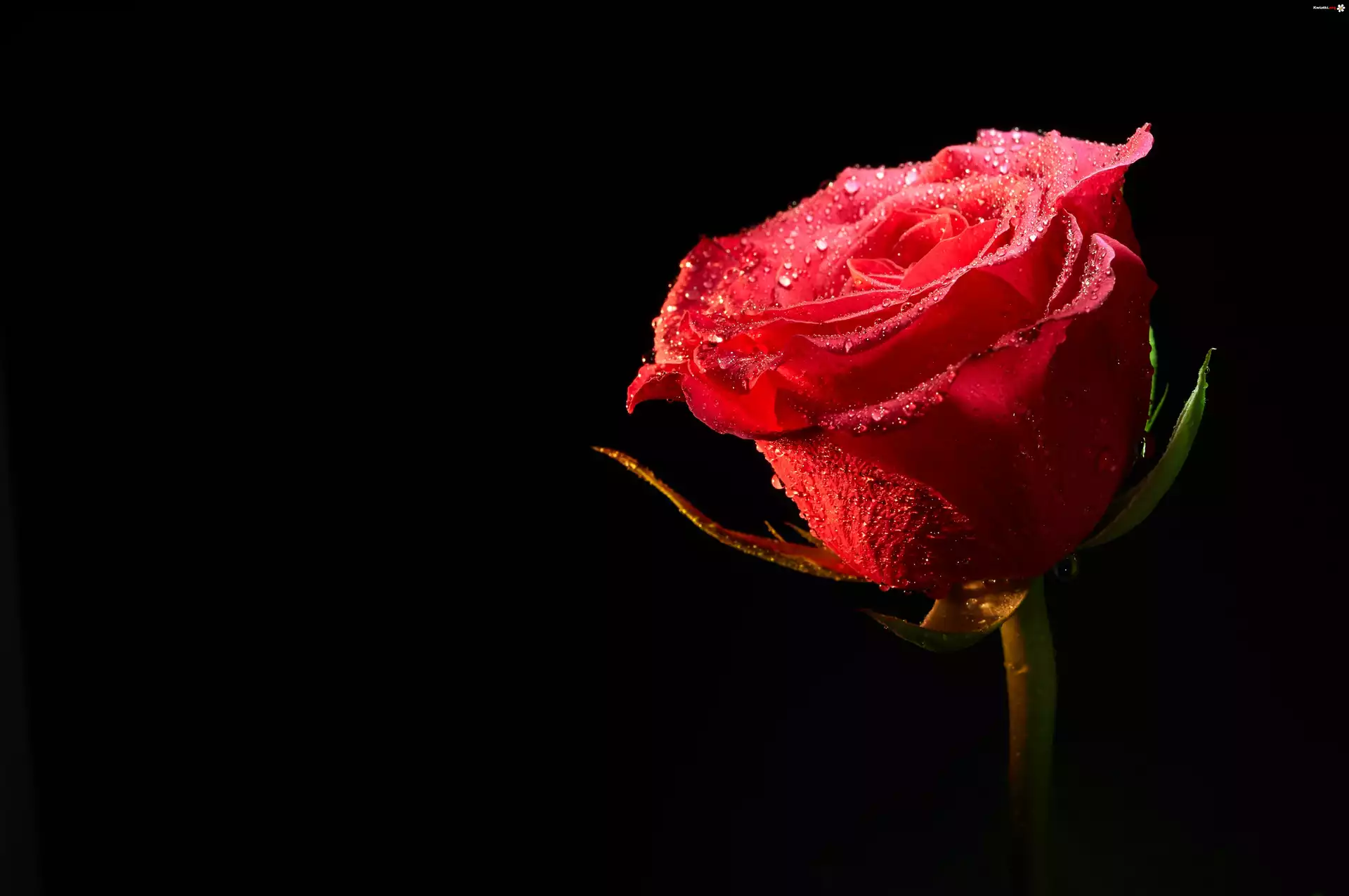 Czerwona, Róża, Rosa, Czarne tło