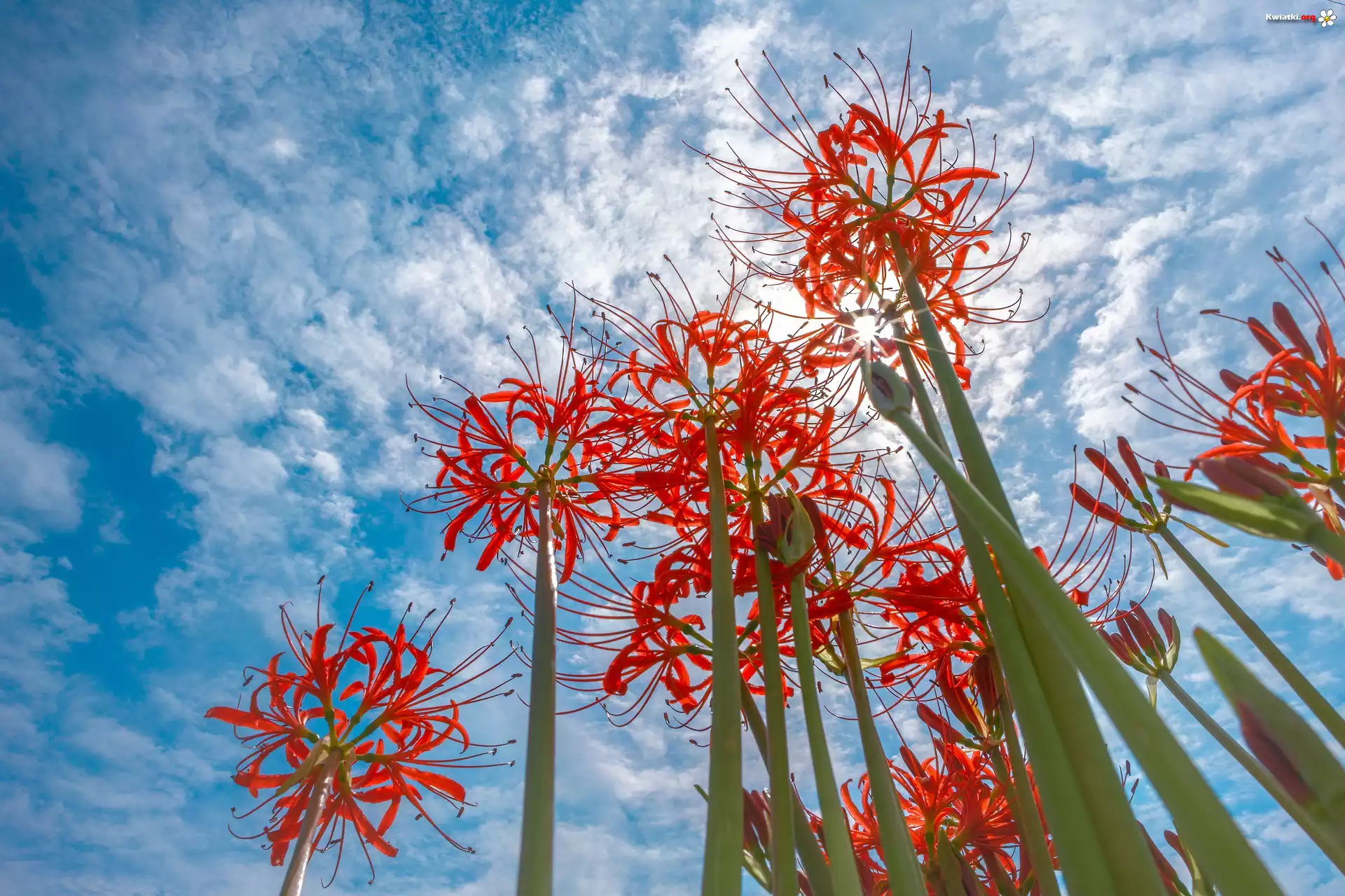 Kwiaty, Czerwona pajęcza lilia, Lycoris, Niebo, Chmury