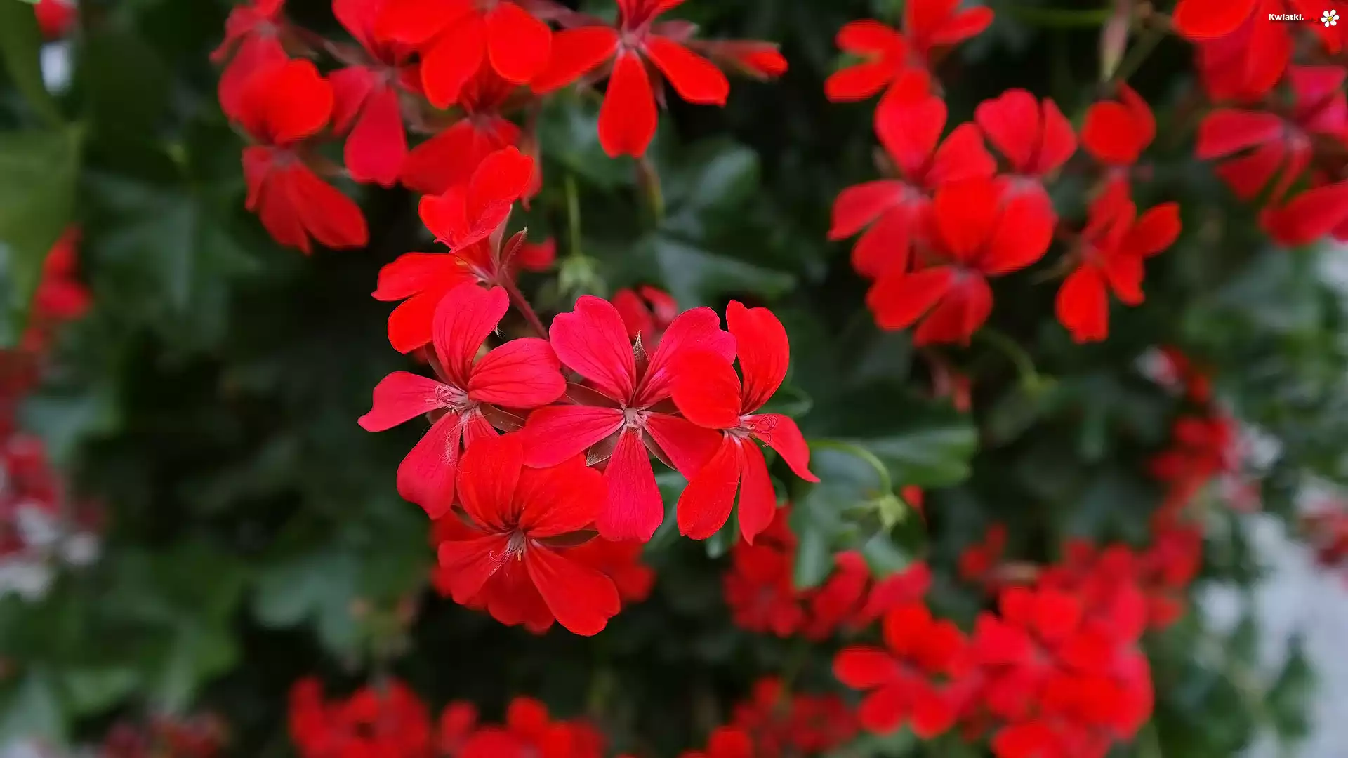 Kwiaty, Czerwona, Pelargonia
