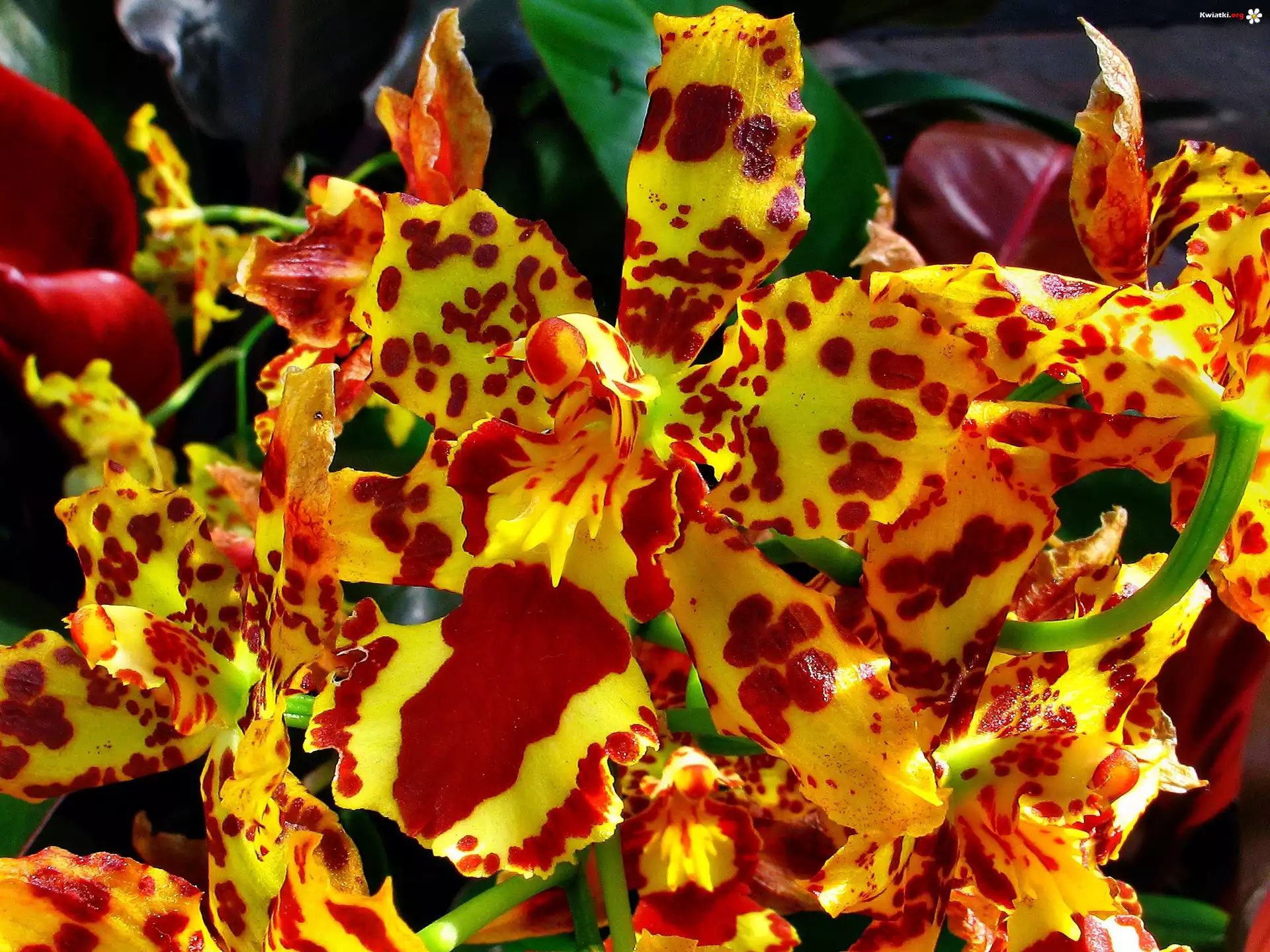 Żółto, Czerwona, Orchidea
