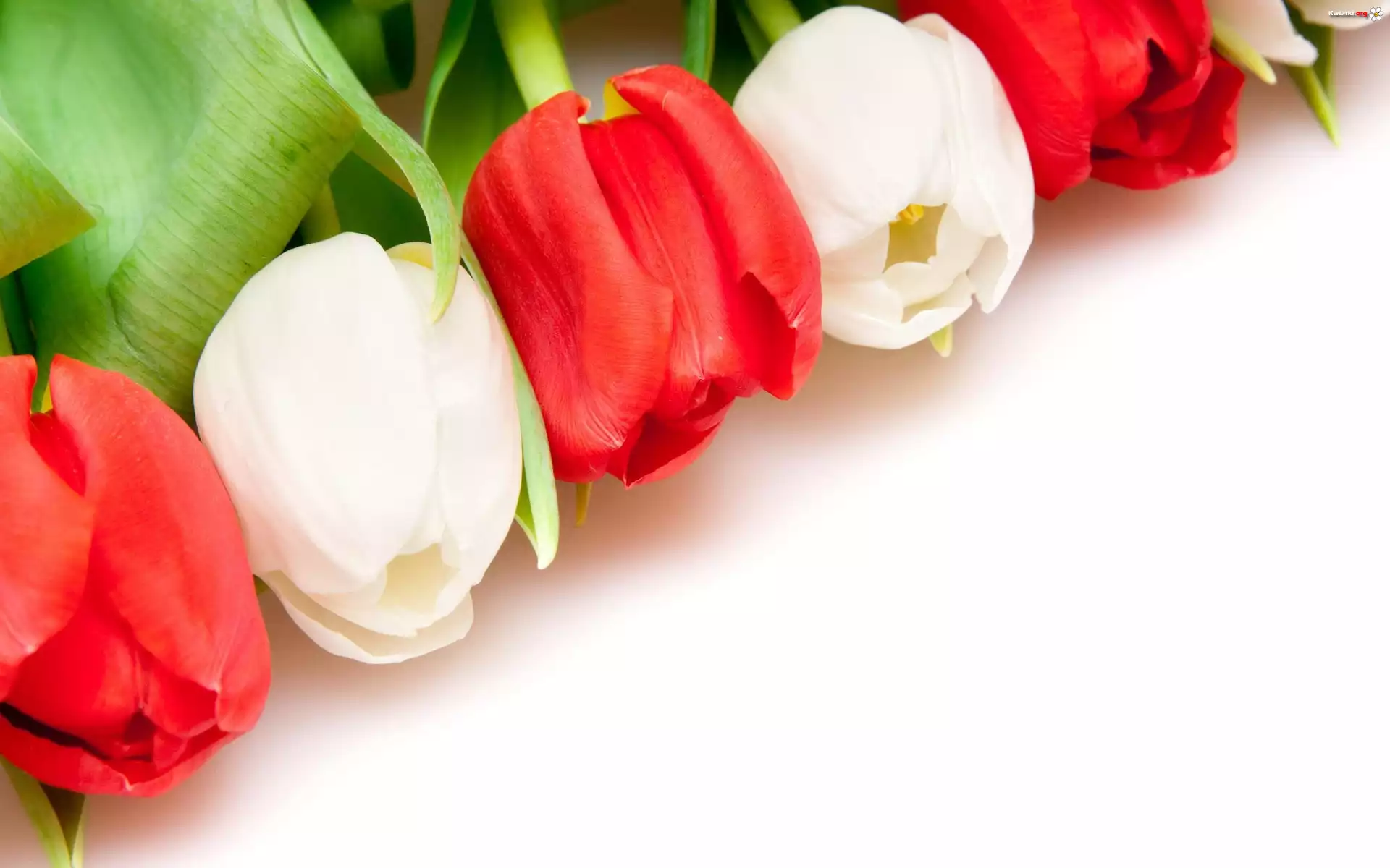 Biało, Czerwone, Tulipany