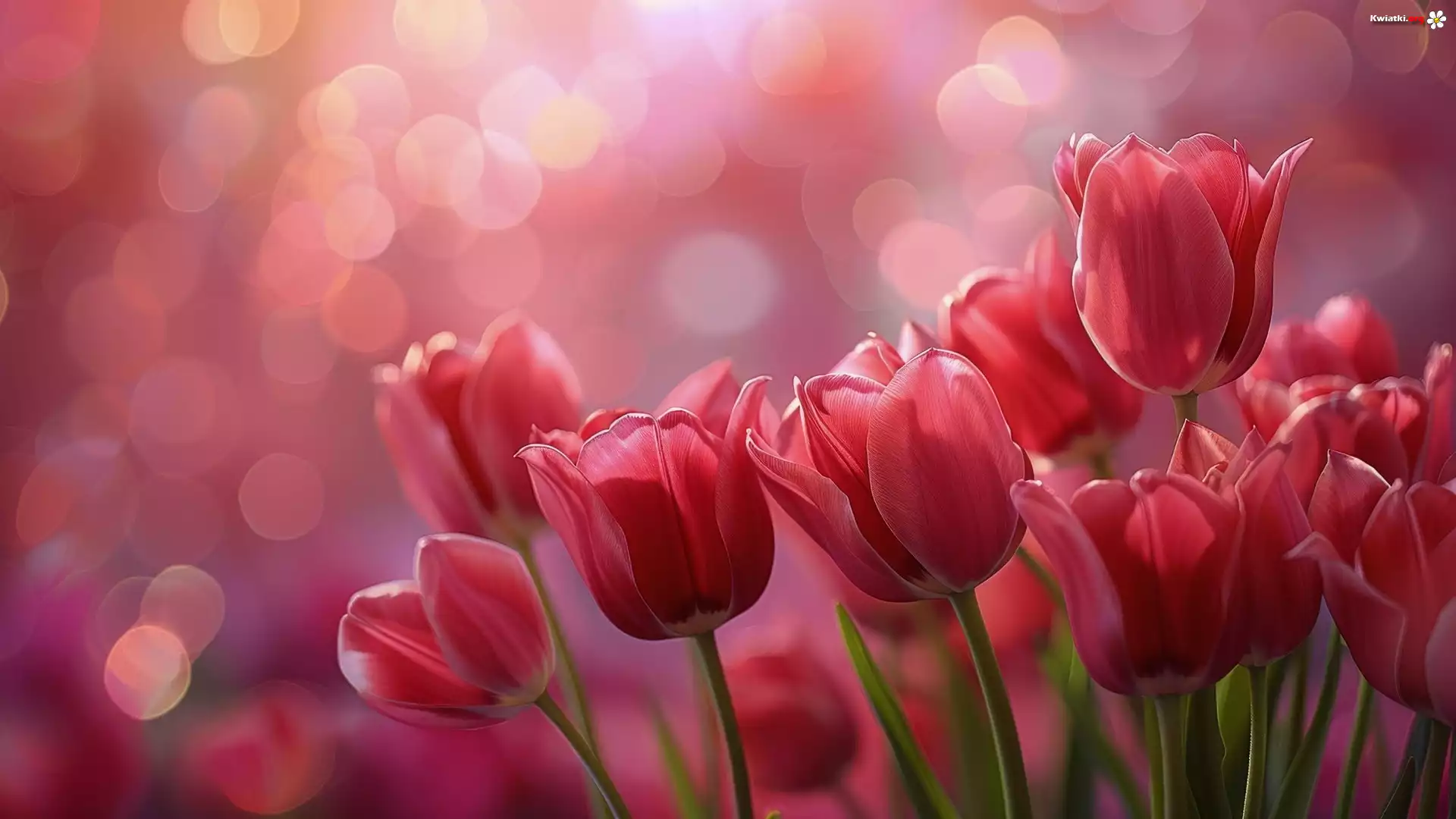 Czerwone, Tulipany, Bokeh