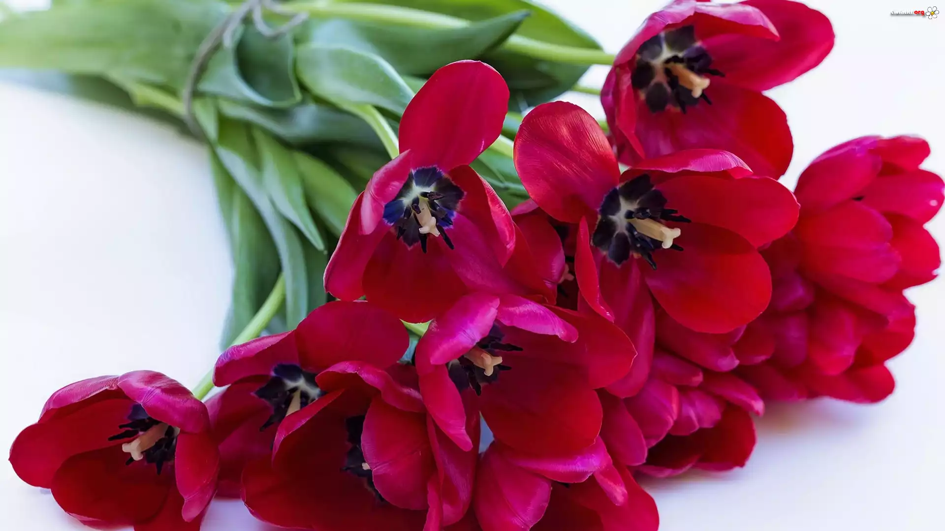 Bukiet, Czerwone, Tulipany