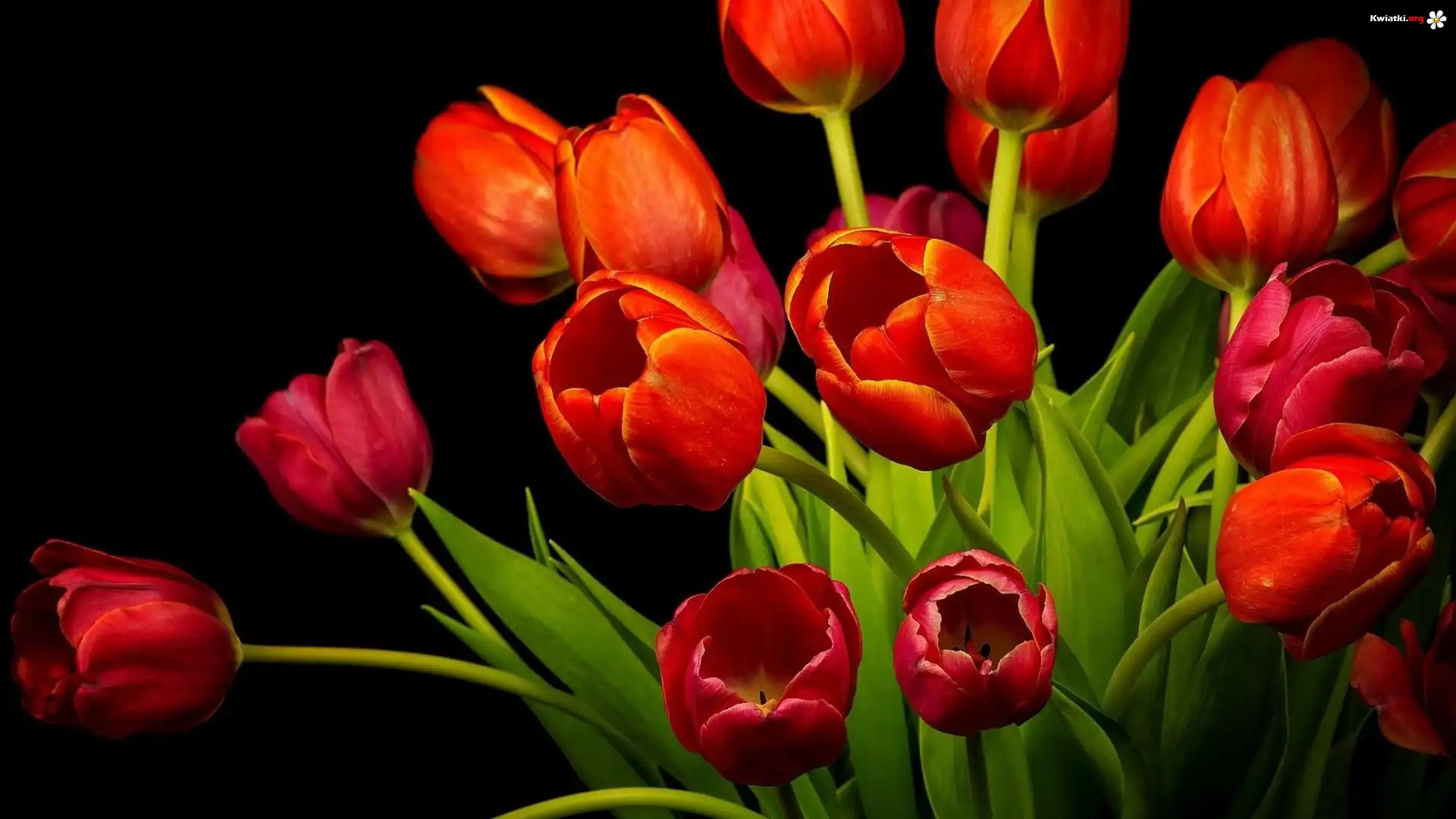 Bukiet, Czerwone, Tulipany