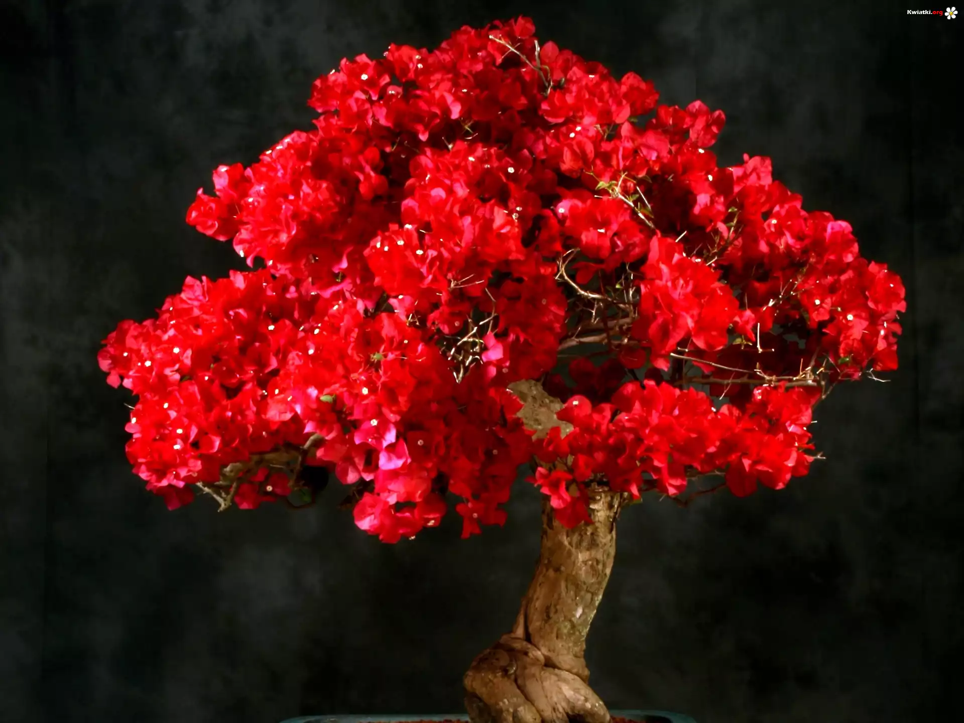Czerwone, Bugenwilla, Drzewko, Bonsai