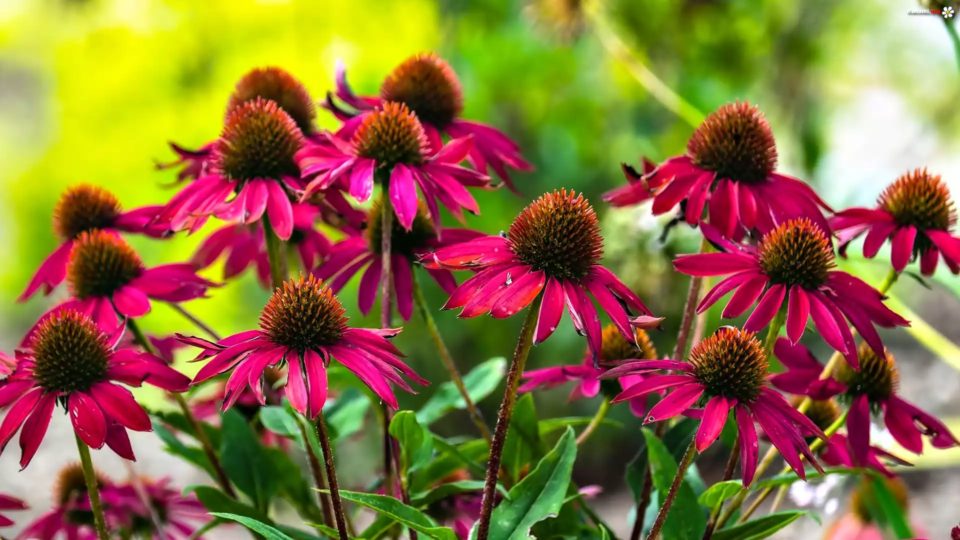 Czerwone, Kwiaty, Echinacea, Jeżówka