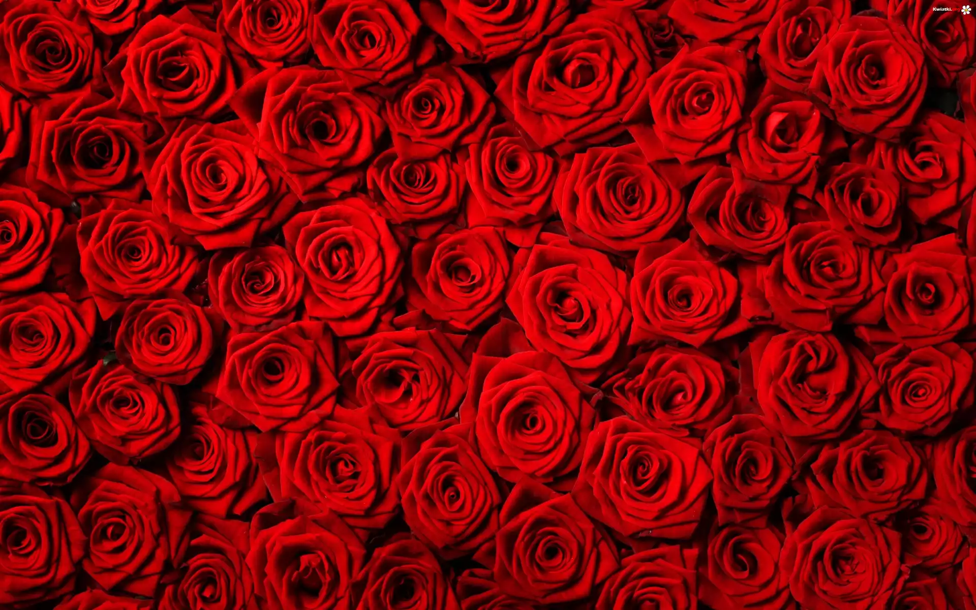 Kwiaty, Czerwone, Roze