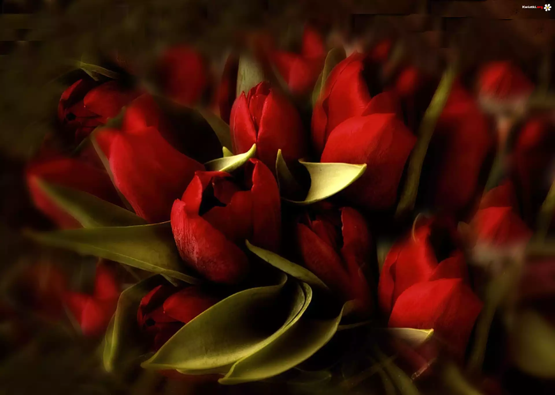 Kwiaty, Czerwone, Tulipany