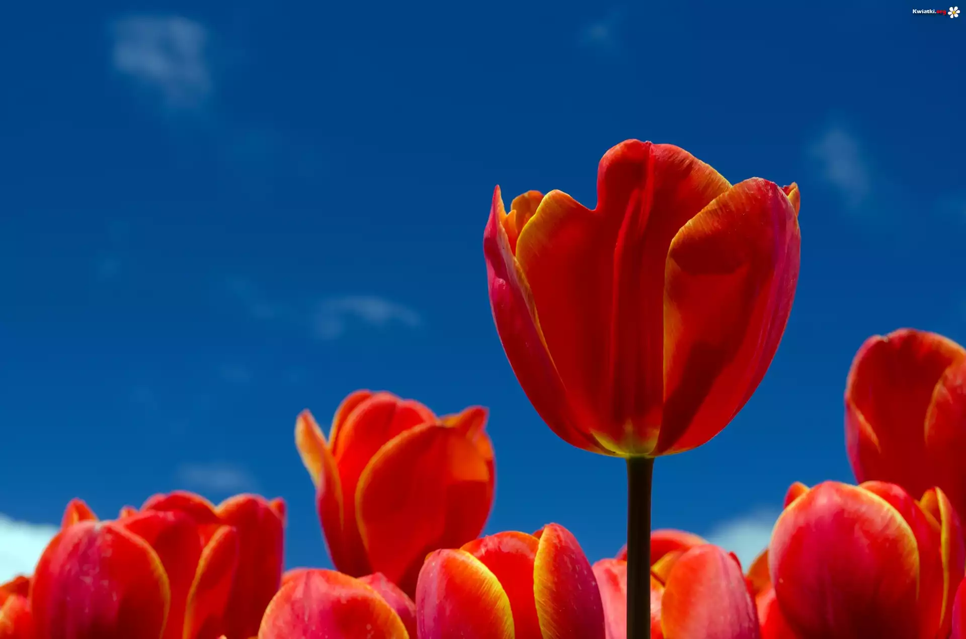 Niebo, Czerwone, Tulipany