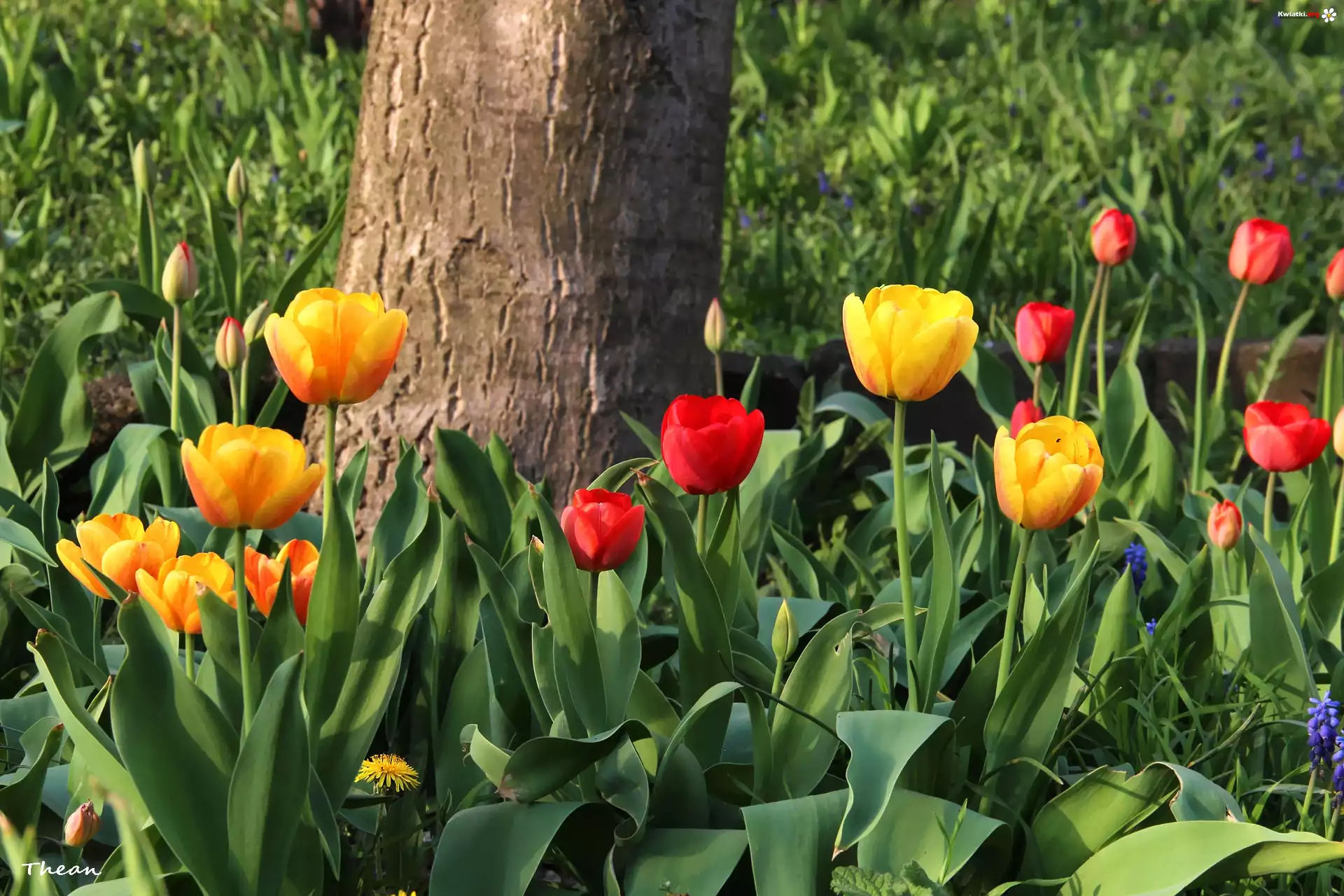 Żółte, Czerwone, Tulipany