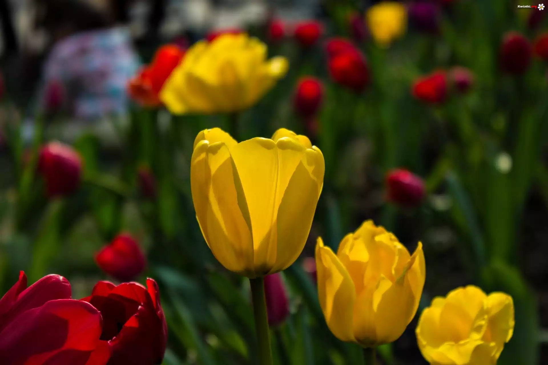 Żółte, Czerwone, Tulipany