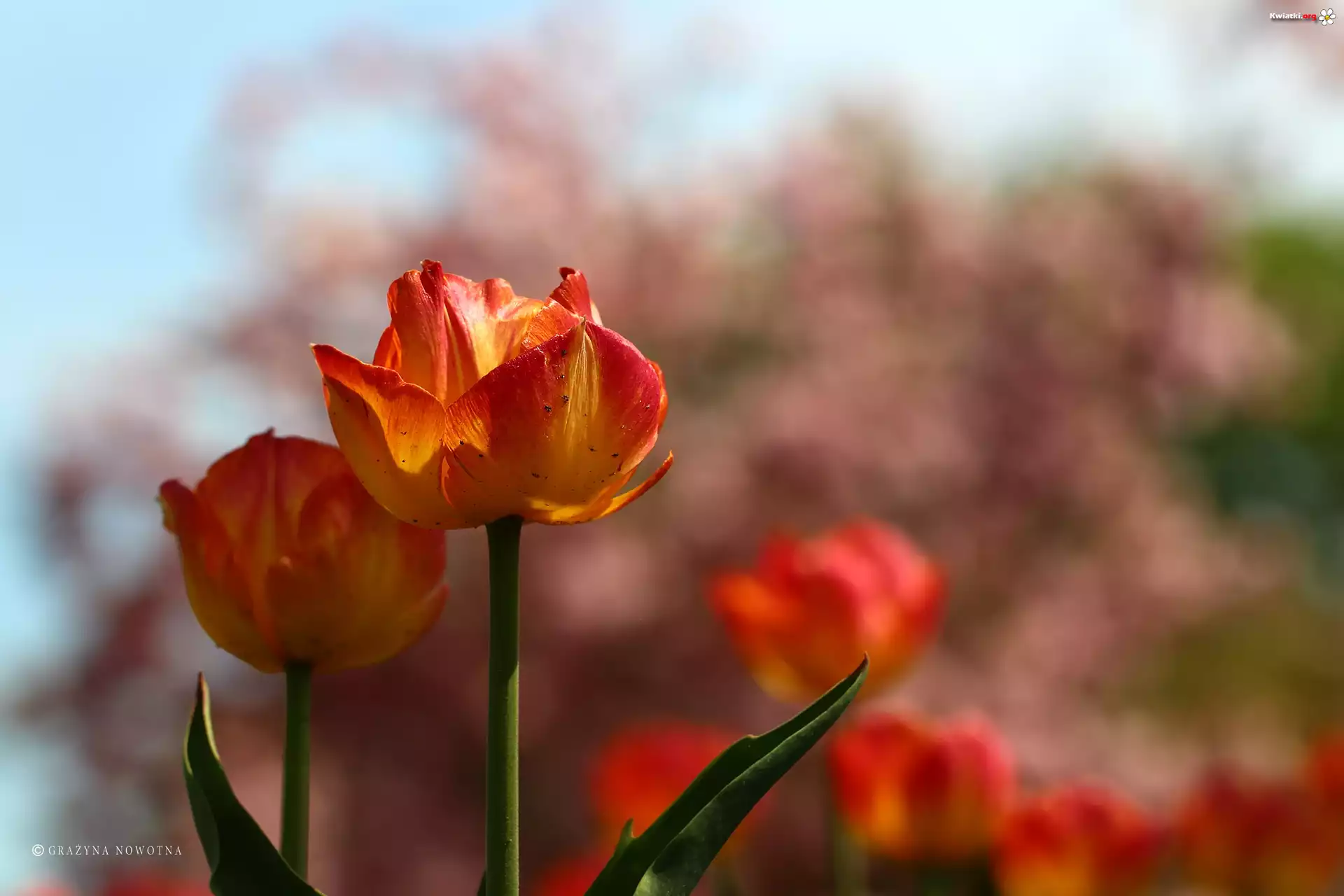 Żółto, Czerwone, Tulipany