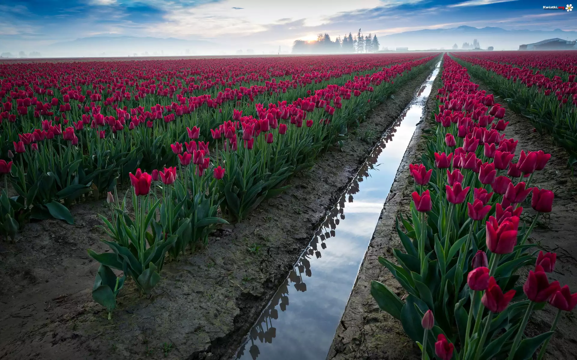 Czerwone, Tulipany, Pole, Uprawa