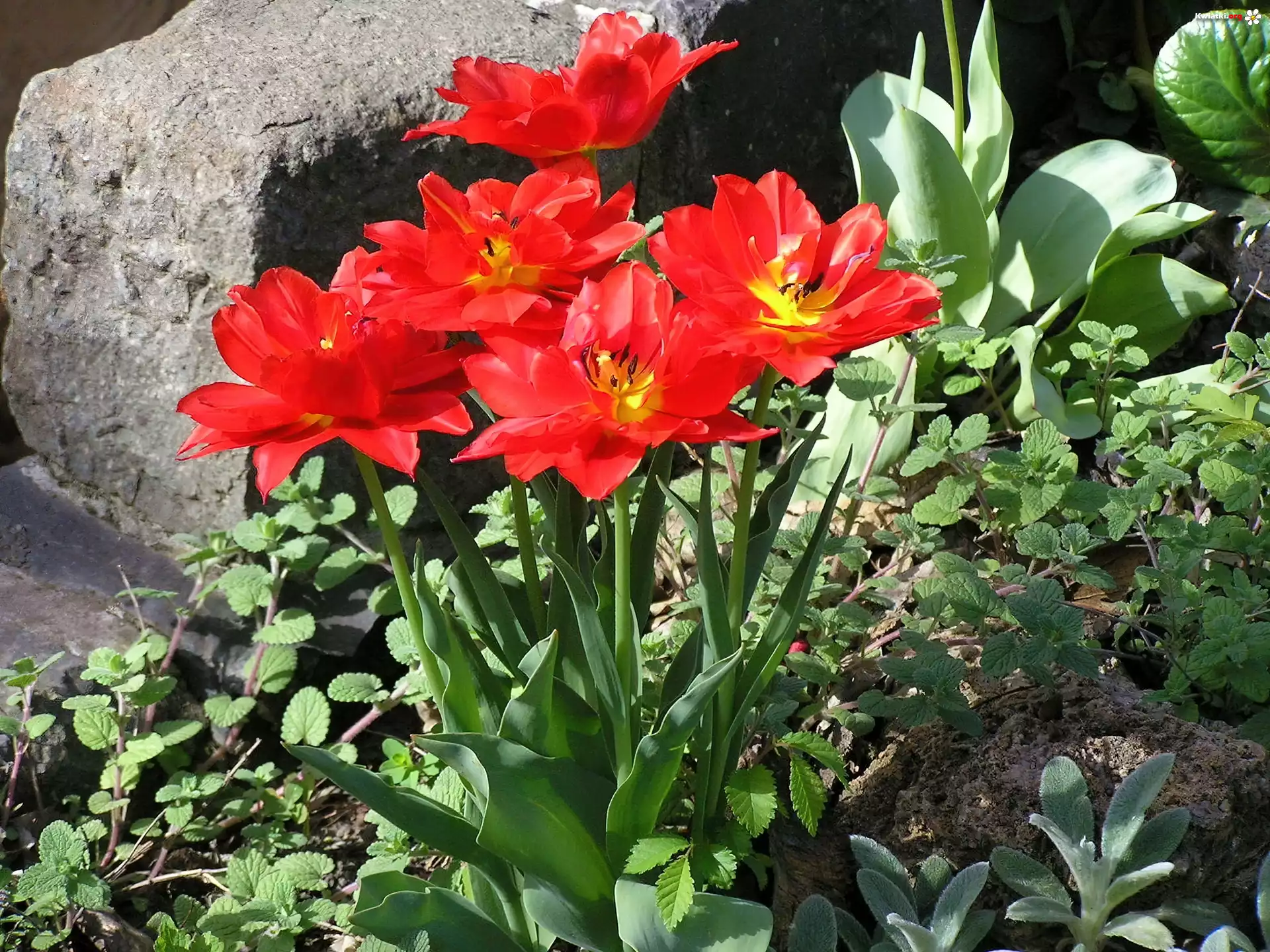 Czerwone, Tulipany, Rośliny, Kamień